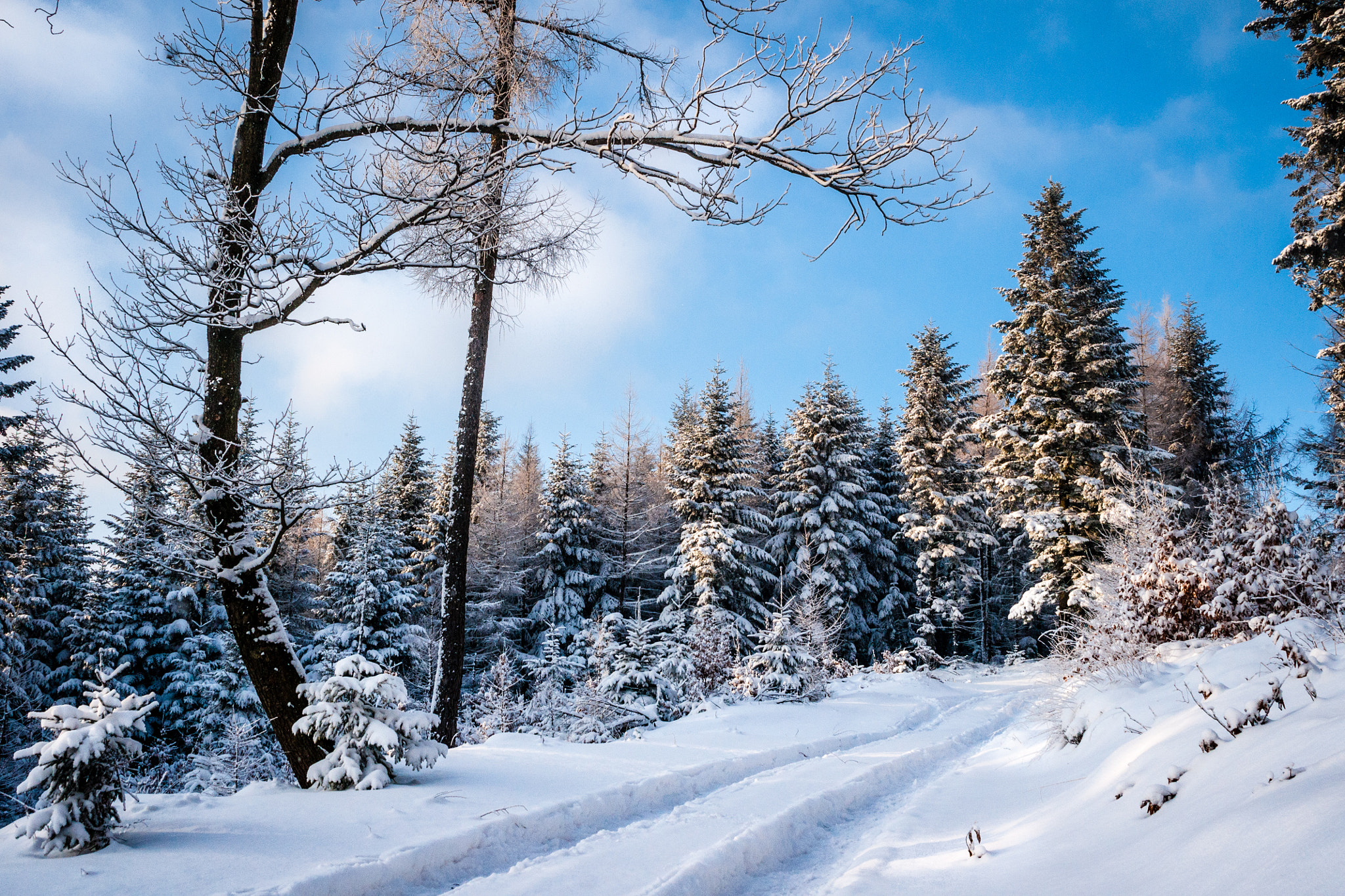 Minolta/Sony AF 24-105mm F3.5-4.5 (D) sample photo. Winter forest i photography