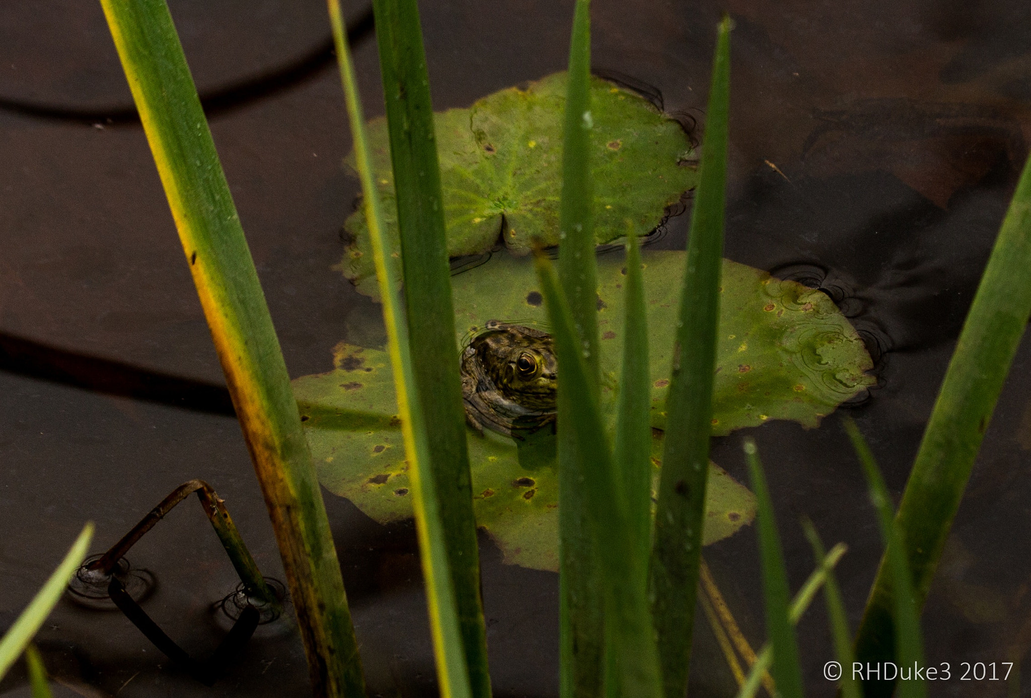 Canon EOS 60D + 150-600mm F5-6.3 DG OS HSM | Sports 014 sample photo. Baby frog photography