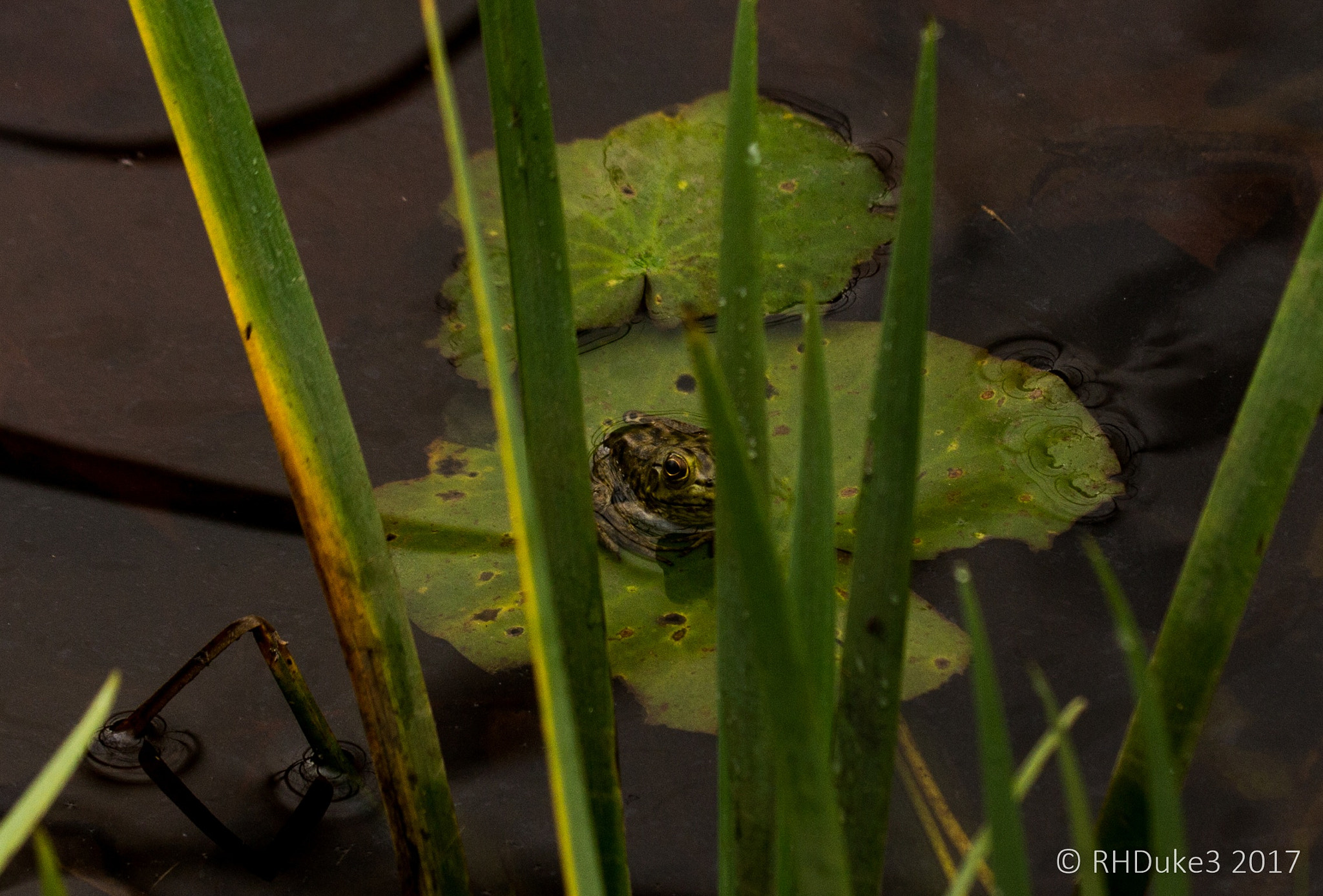 150-600mm F5-6.3 DG OS HSM | Sports 014 sample photo. Baby frog photography