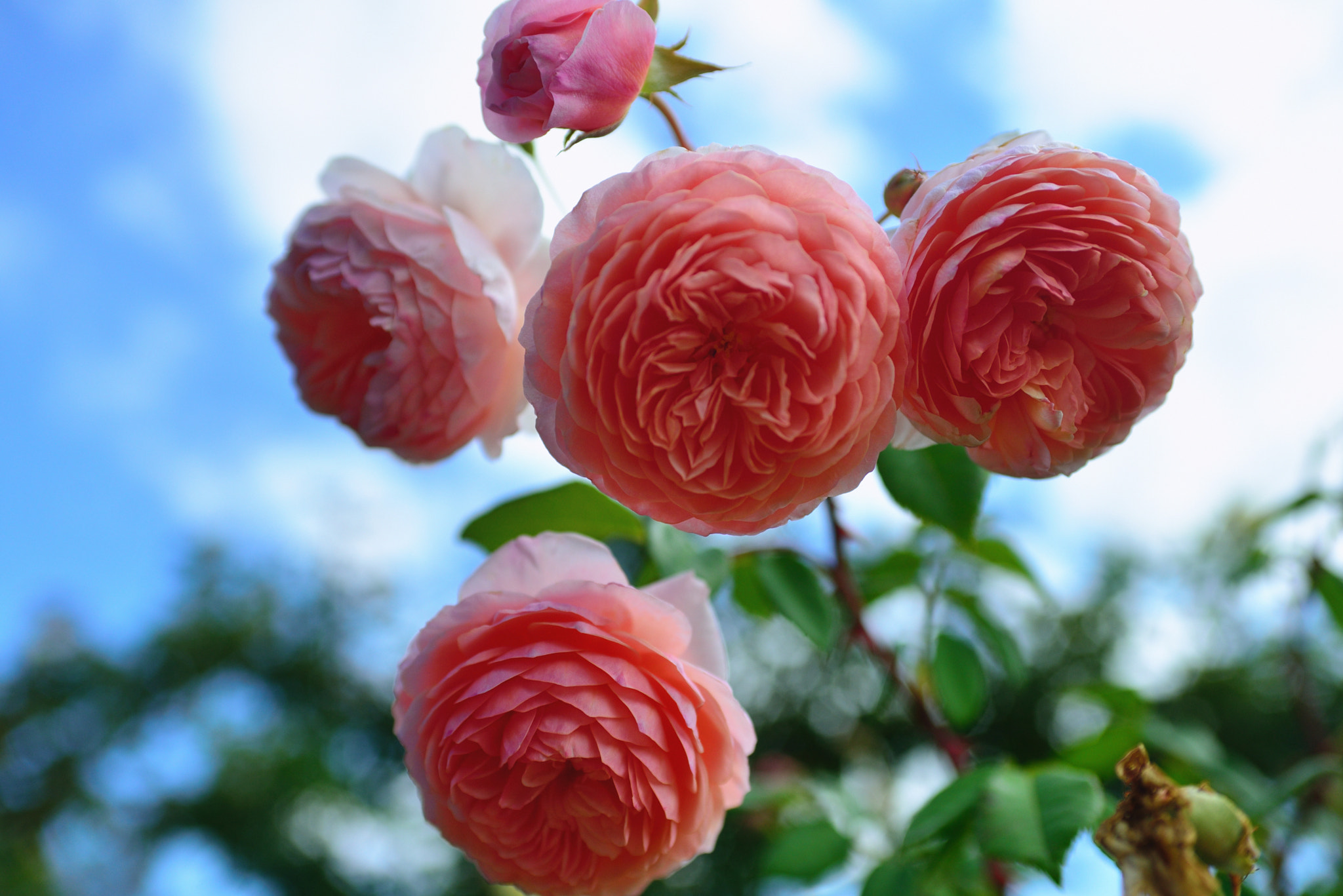 Nikon D600 + AF Zoom-Nikkor 35-70mm f/2.8D sample photo. Rose photography