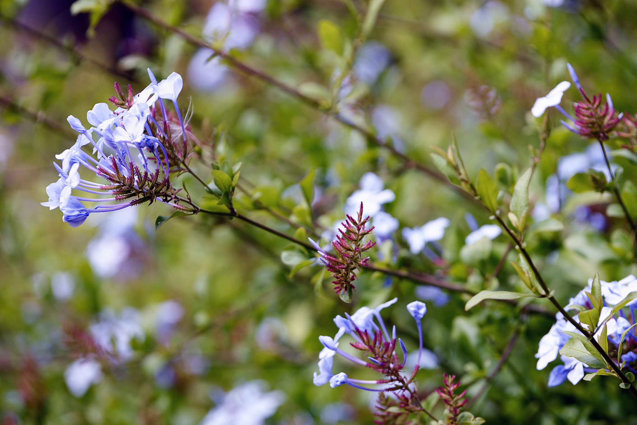 Nikon D600 sample photo. Welcome the spring photography