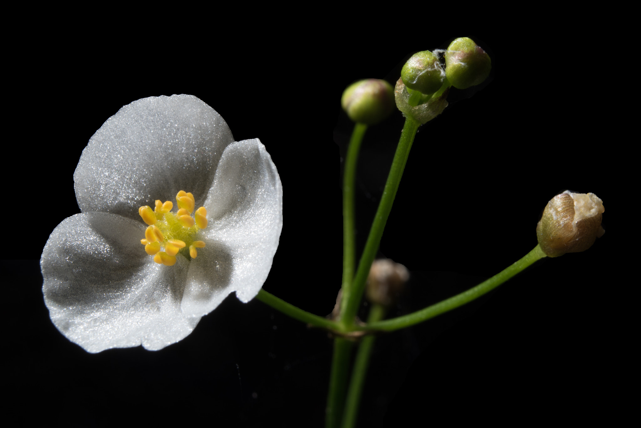 Nikon D750 + Nikon AF Nikkor 35mm F2D sample photo. Flower photography