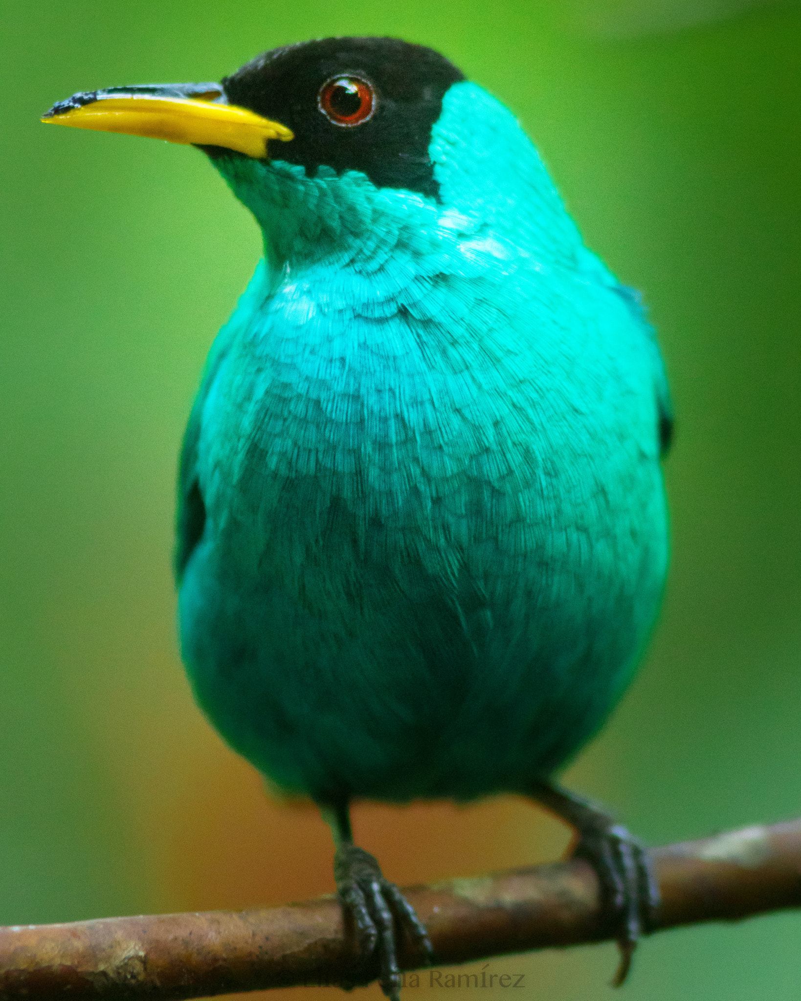 Canon EOS 7D Mark II + Canon EF 300mm F4L IS USM sample photo. Green honeycreeper photography