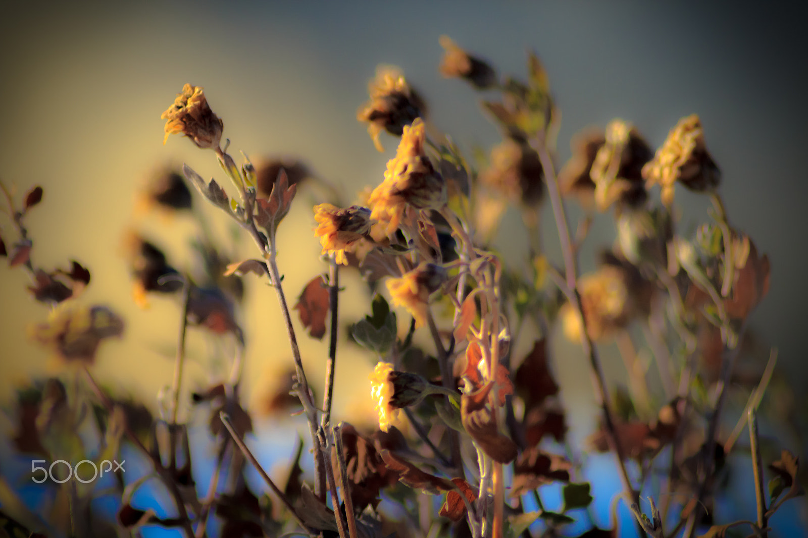 Canon EOS 600D (Rebel EOS T3i / EOS Kiss X5) + Canon EF 200mm F2.8L II USM sample photo. The frozen flowers photography