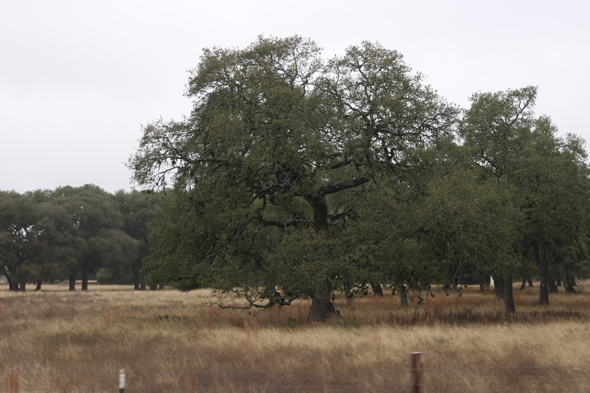 Canon EOS 760D (EOS Rebel T6s / EOS 8000D) sample photo