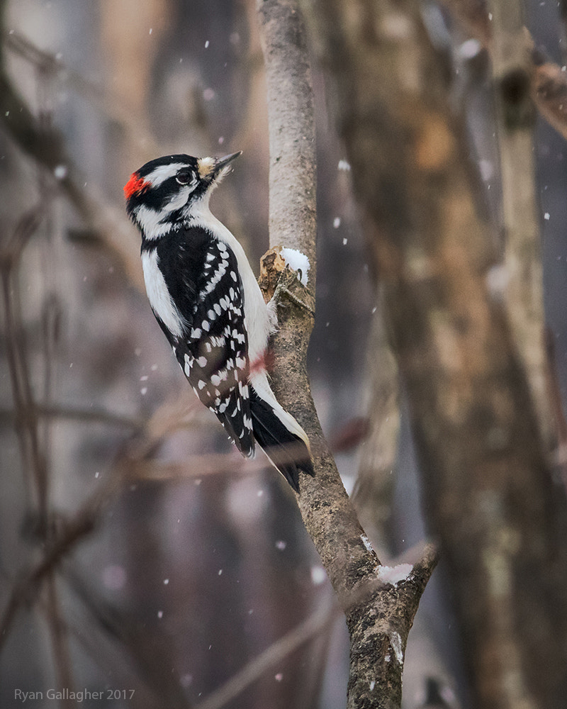 Canon EOS 7D Mark II + Canon EF-S 55-250mm F4-5.6 IS sample photo. Downy woodpecker photography