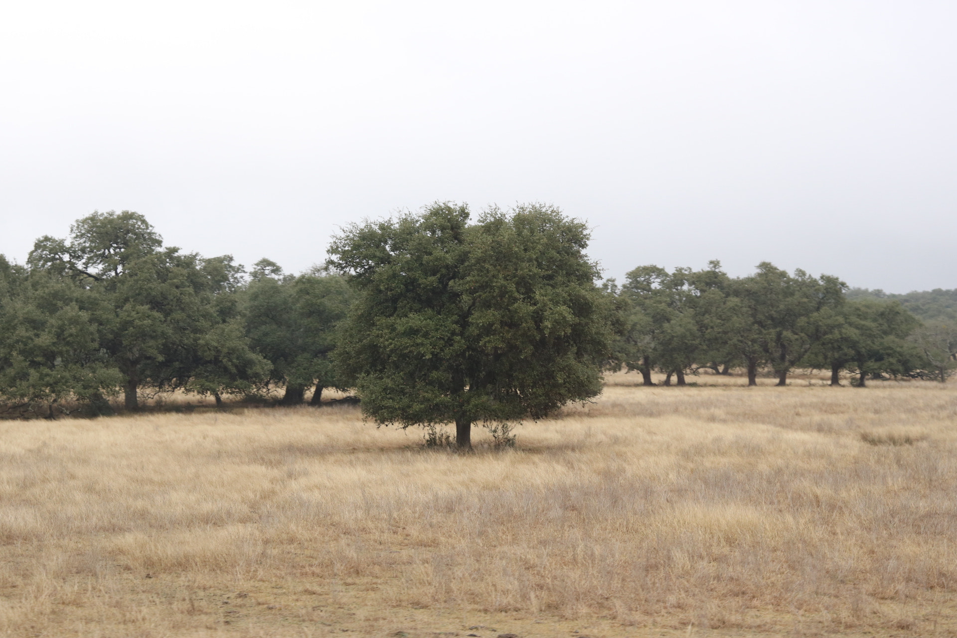 Canon EOS 760D (EOS Rebel T6s / EOS 8000D) sample photo