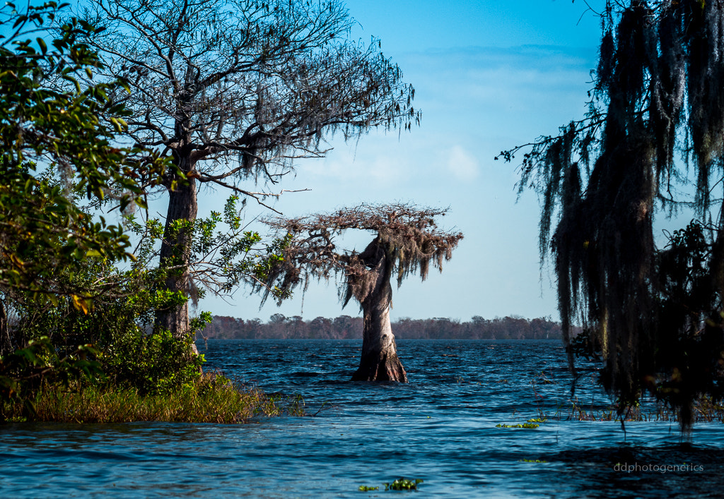 Olympus OM-D E-M10 II sample photo. Cypress tree at the lake... photography