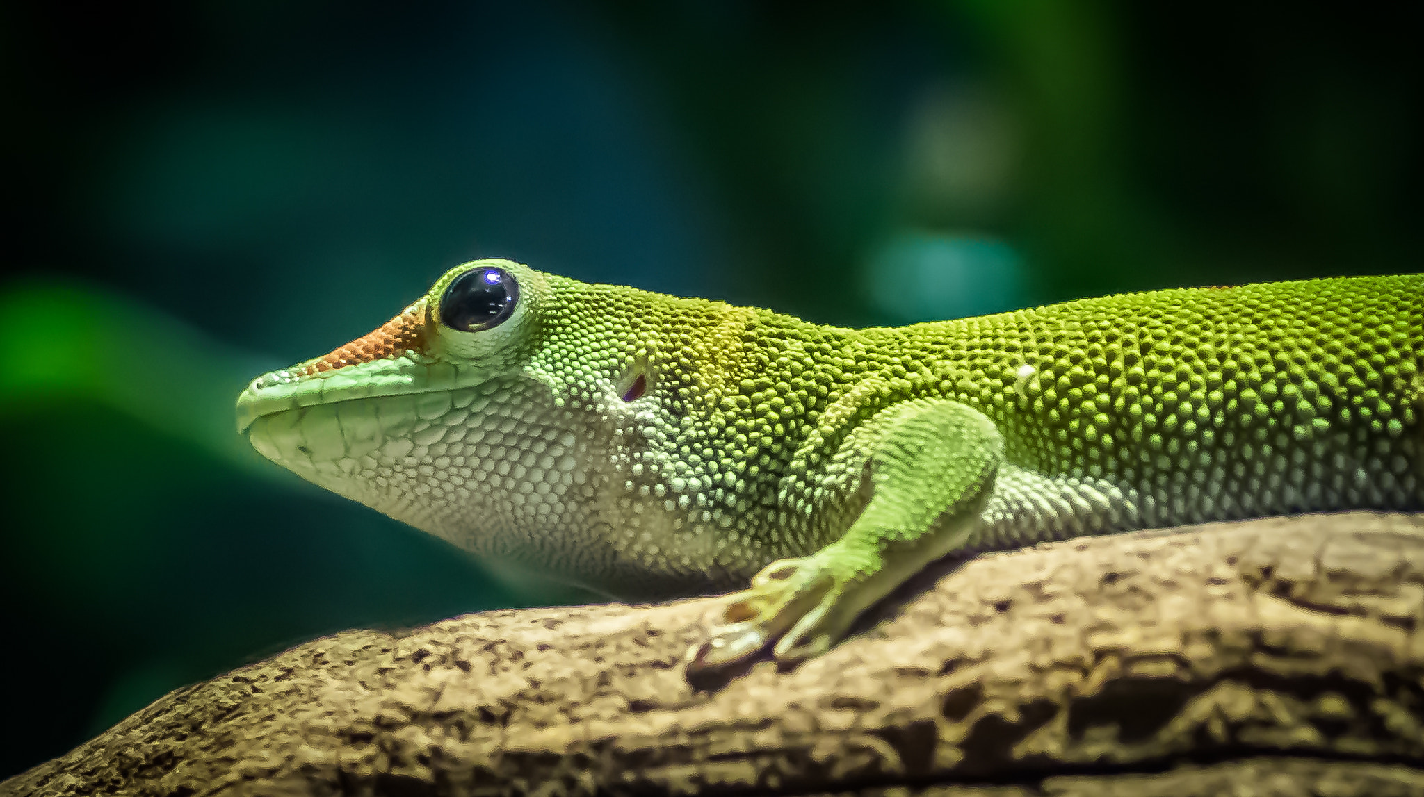 Sony ILCA-77M2 sample photo. Closeup of a gecko photography