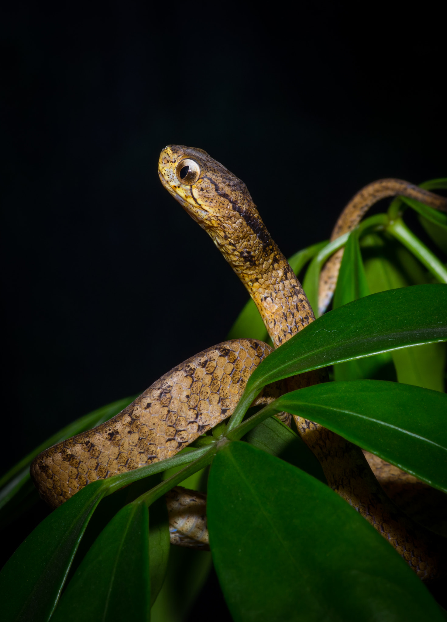 Pentax smc D-FA 100mm F2.8 Macro WR sample photo. Pareas carinatus photography