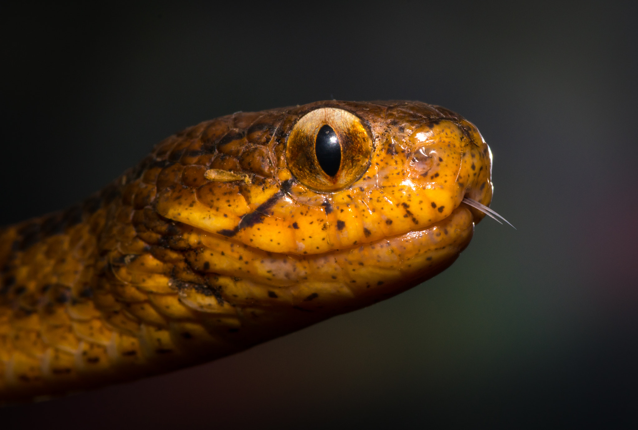 Pentax smc D-FA 100mm F2.8 Macro WR sample photo. Pareas carinatus photography