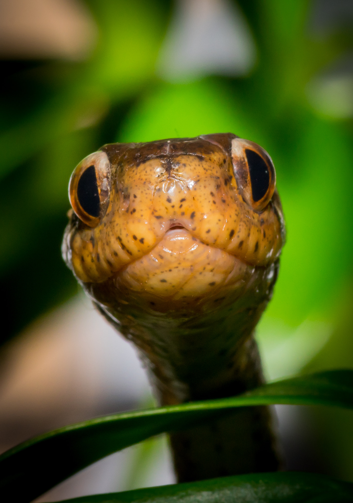 Pentax smc D-FA 100mm F2.8 Macro WR sample photo. Pareas carinatus photography