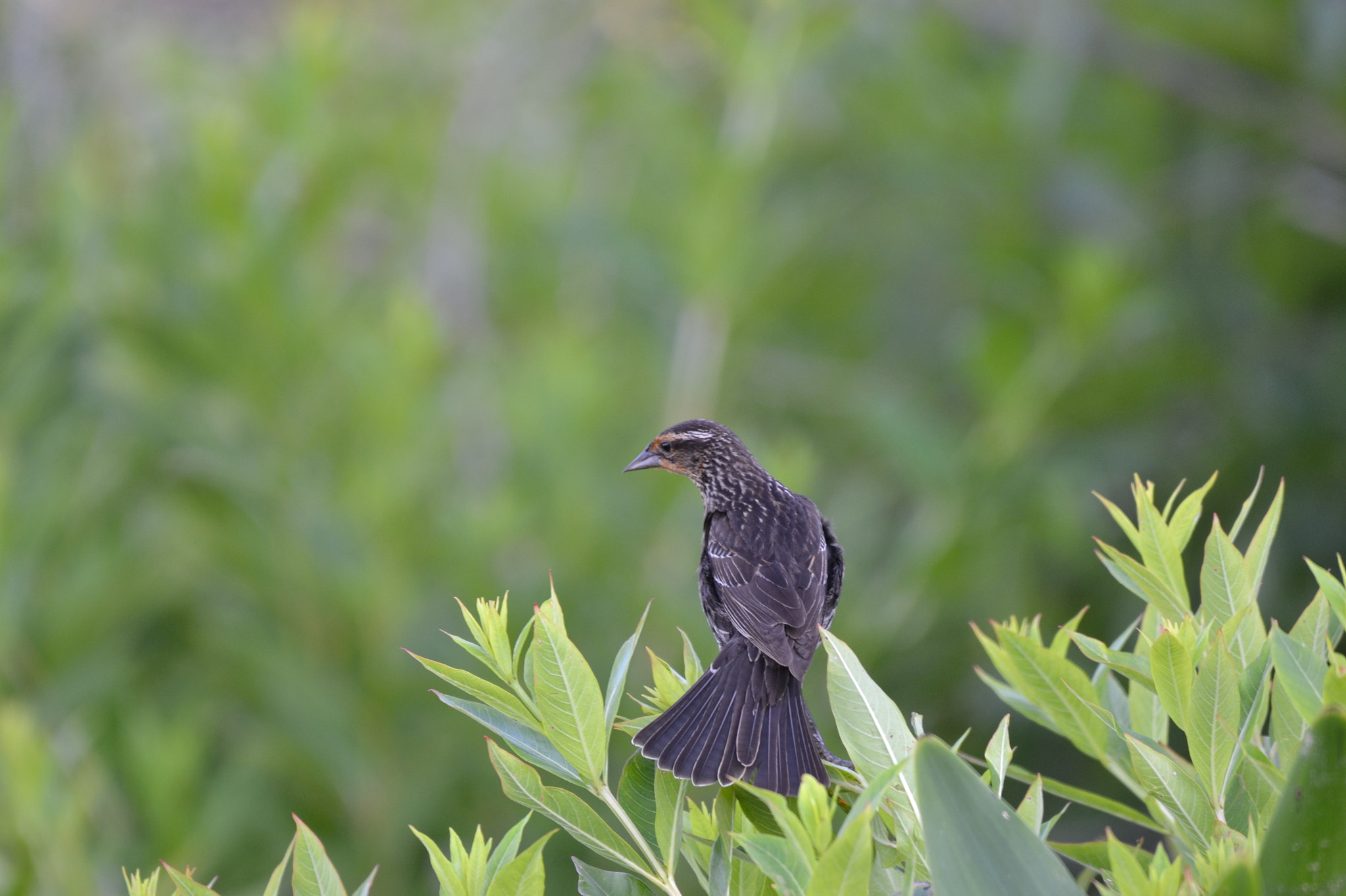 Nikon AF-S Nikkor 200-500mm F5.6E ED VR sample photo
