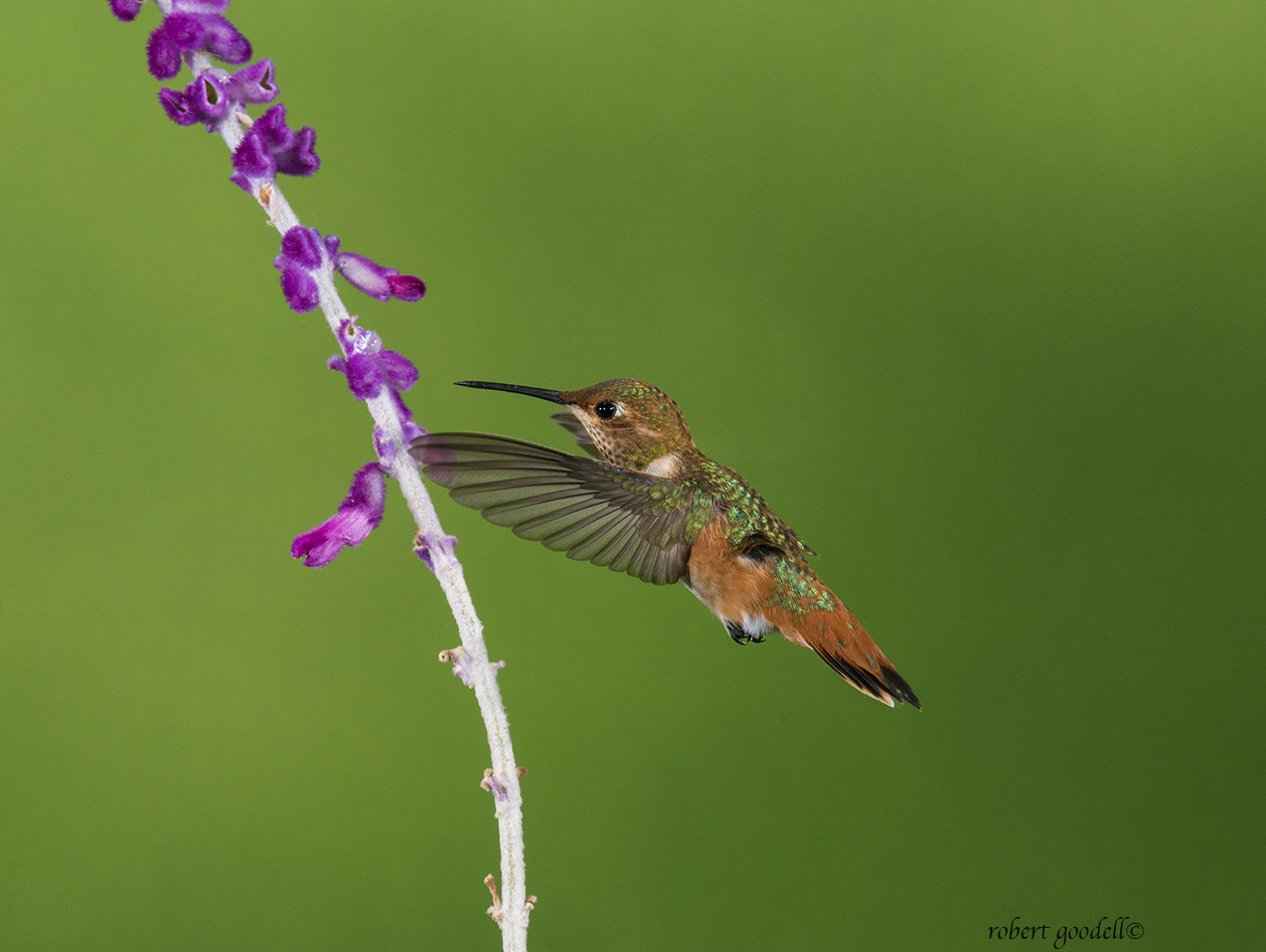 Nikon AF-S Nikkor 500mm F4G ED VR sample photo. Allen's hummingbird photography
