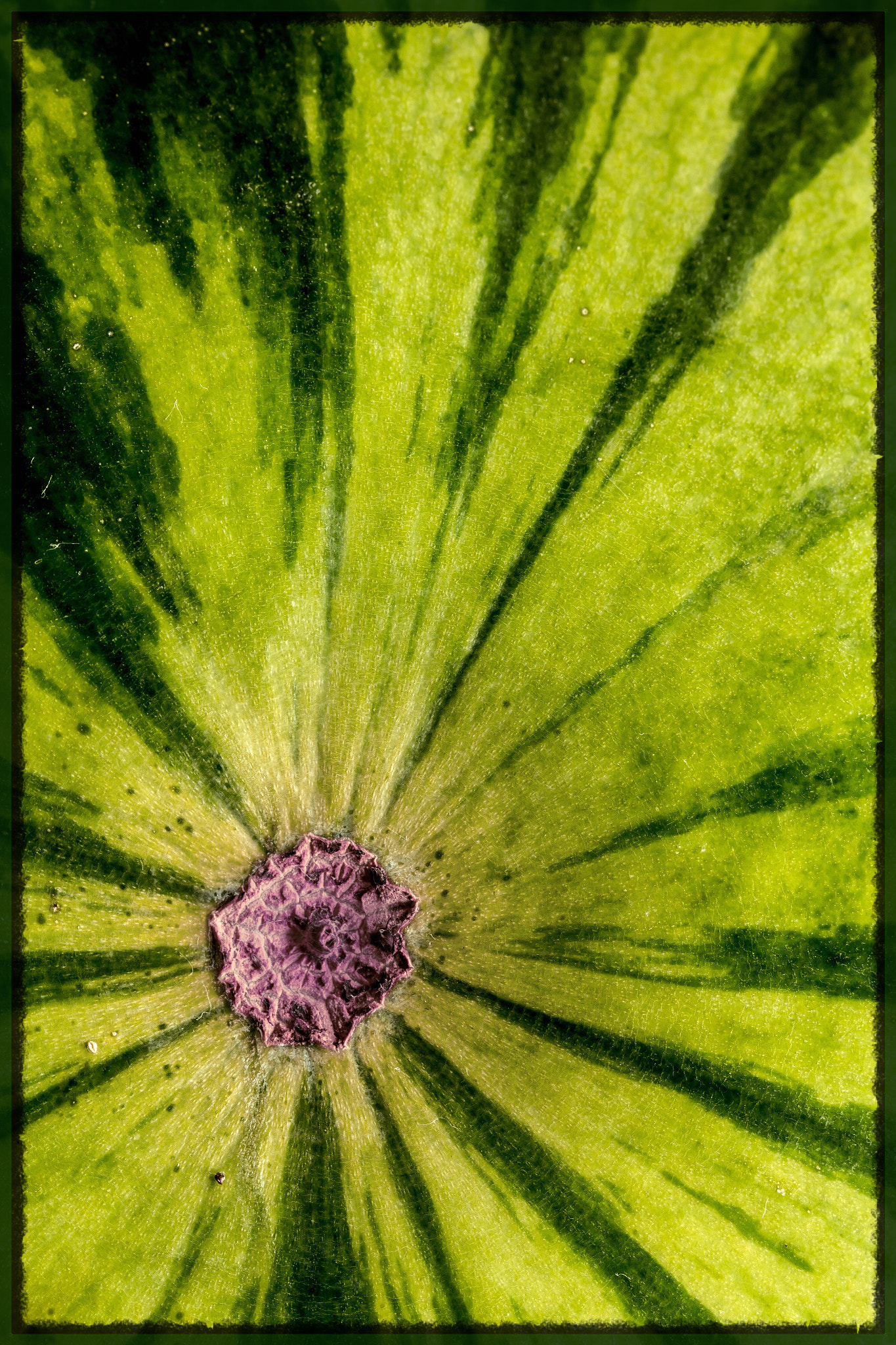 Canon EF 100mm F2.8L Macro IS USM sample photo. Melon burst photography