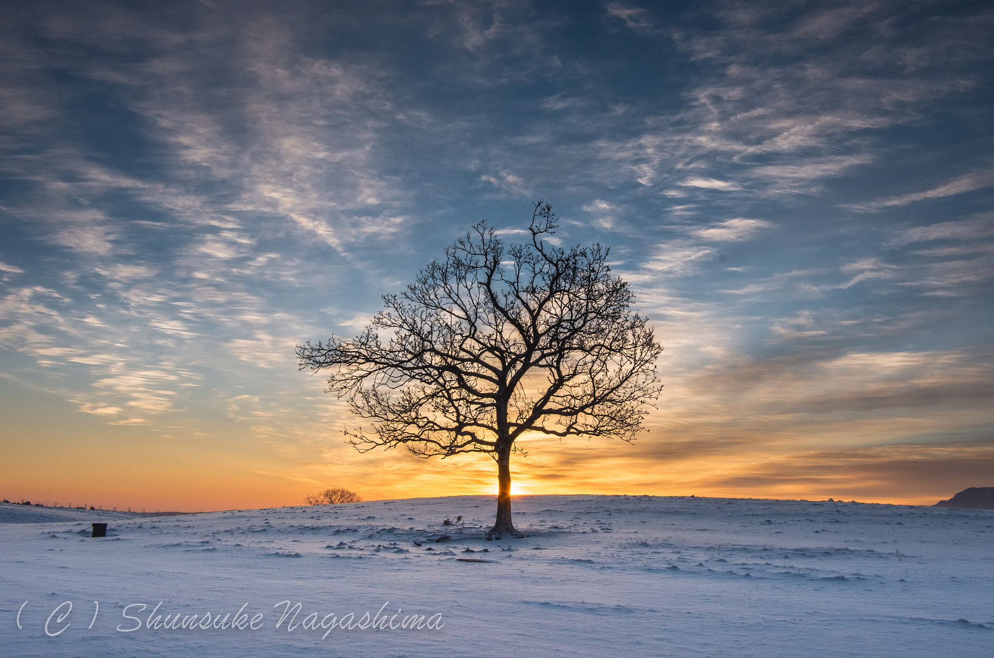 Pentax K-5 IIs sample photo. A lonely tree photography