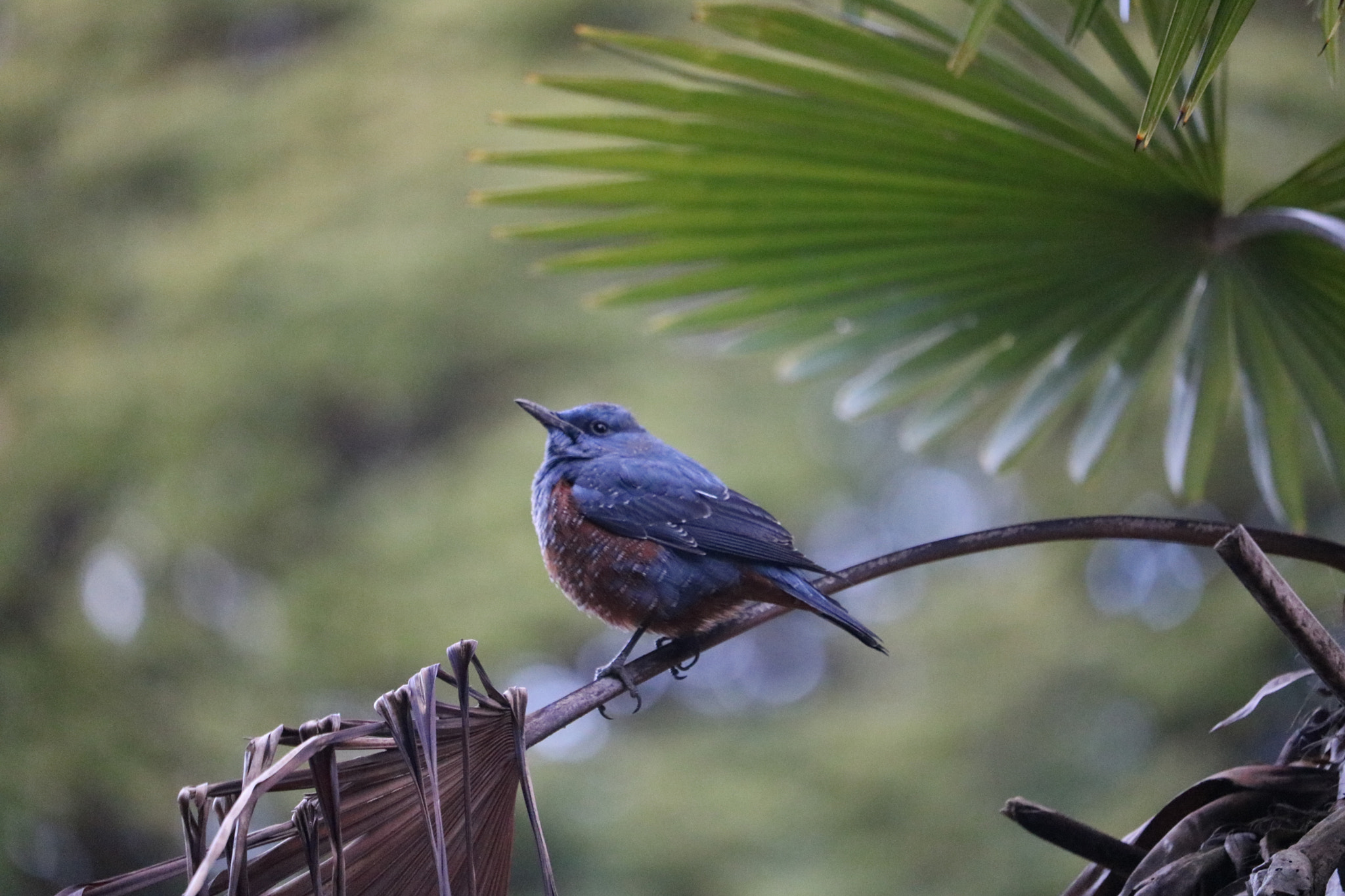 Canon EOS 750D (EOS Rebel T6i / EOS Kiss X8i) + Canon EF-S 55-250mm F4-5.6 IS STM sample photo. Blue rock-thrush photography