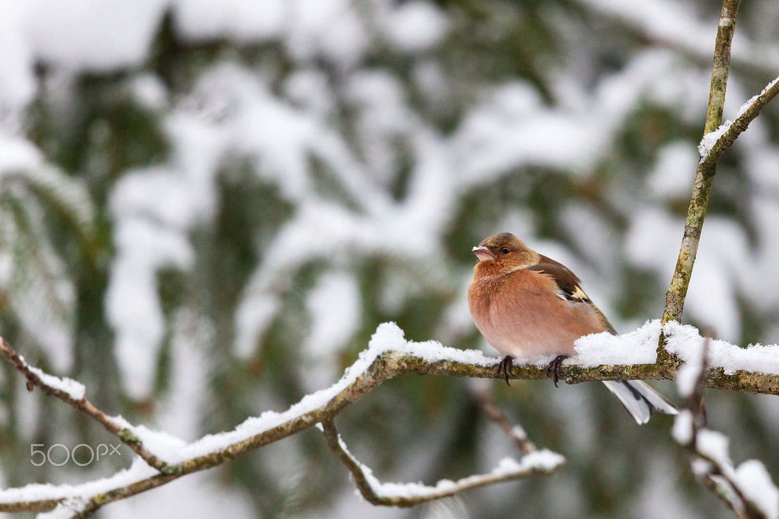 Canon EF 500mm F4L IS II USM sample photo. Chaffinch on a branch photography