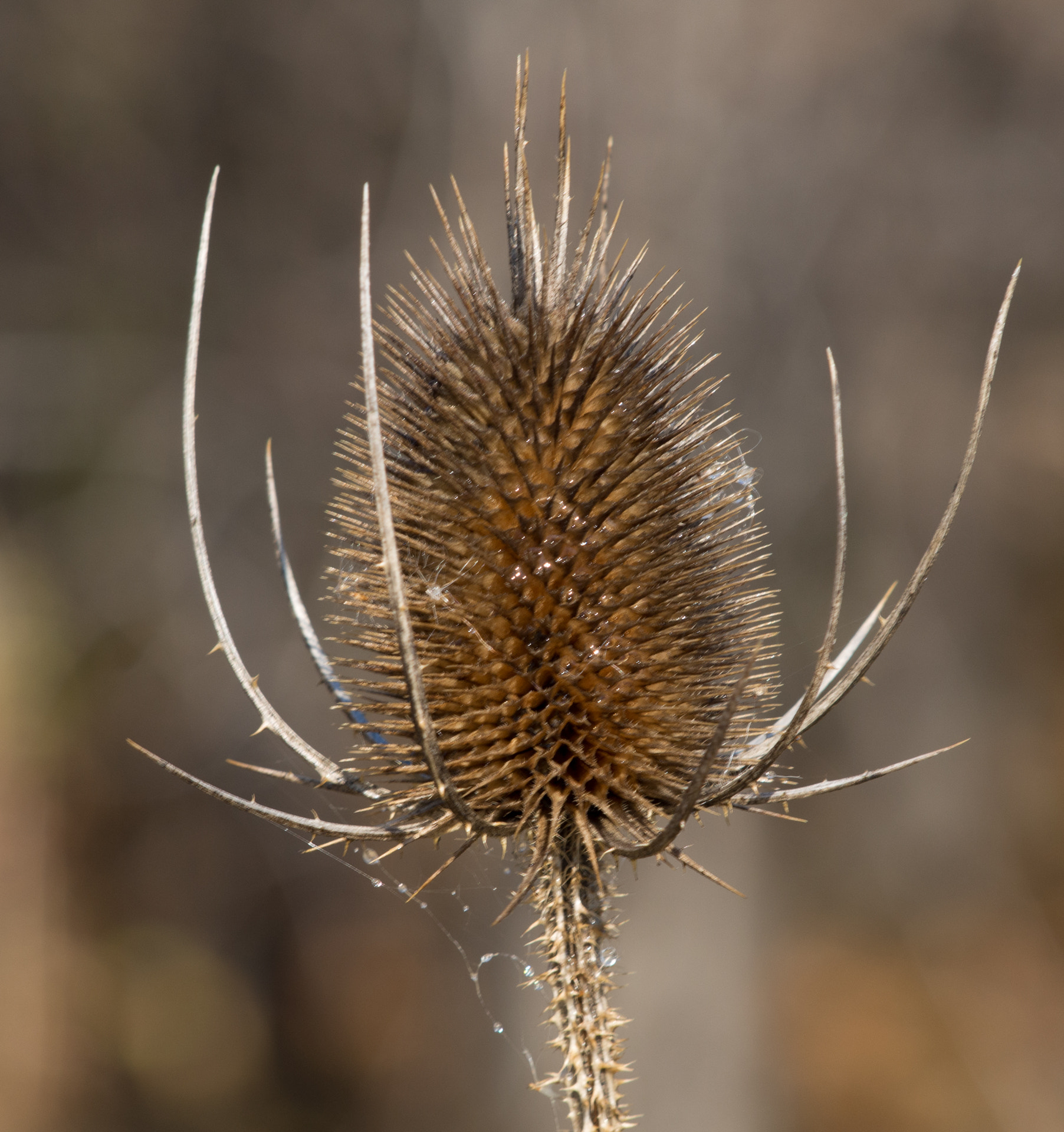 Olympus OM-D E-M5 sample photo. Fall decay photography