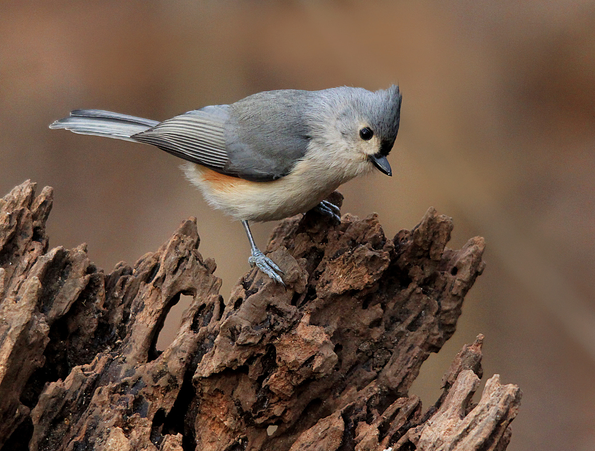Sigma 150-500mm F5-6.3 DG OS HSM sample photo. Tufted titmouse photography