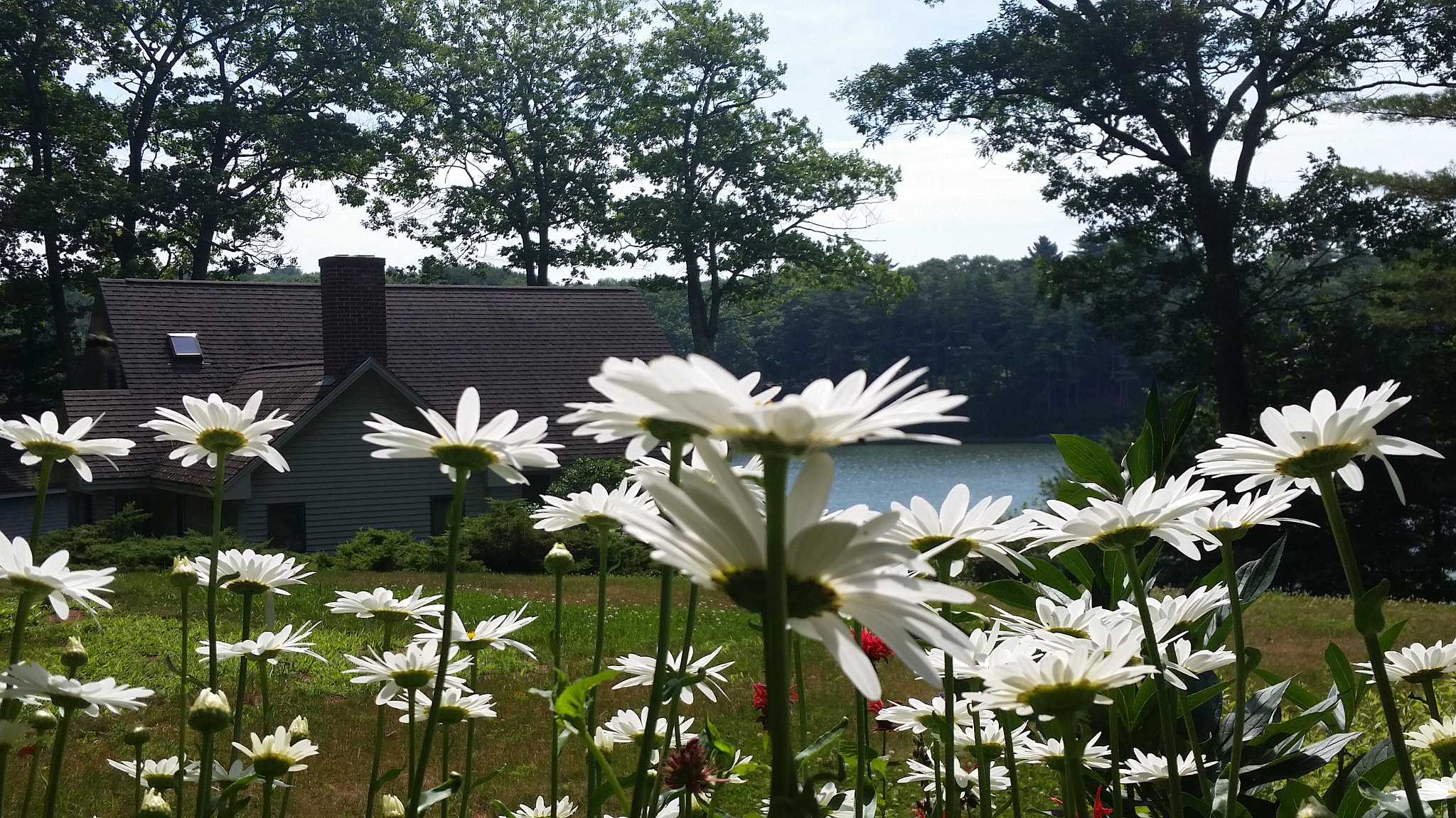 Samsung Galaxy S5 Active sample photo. Gazing through summer flowers in maine photography
