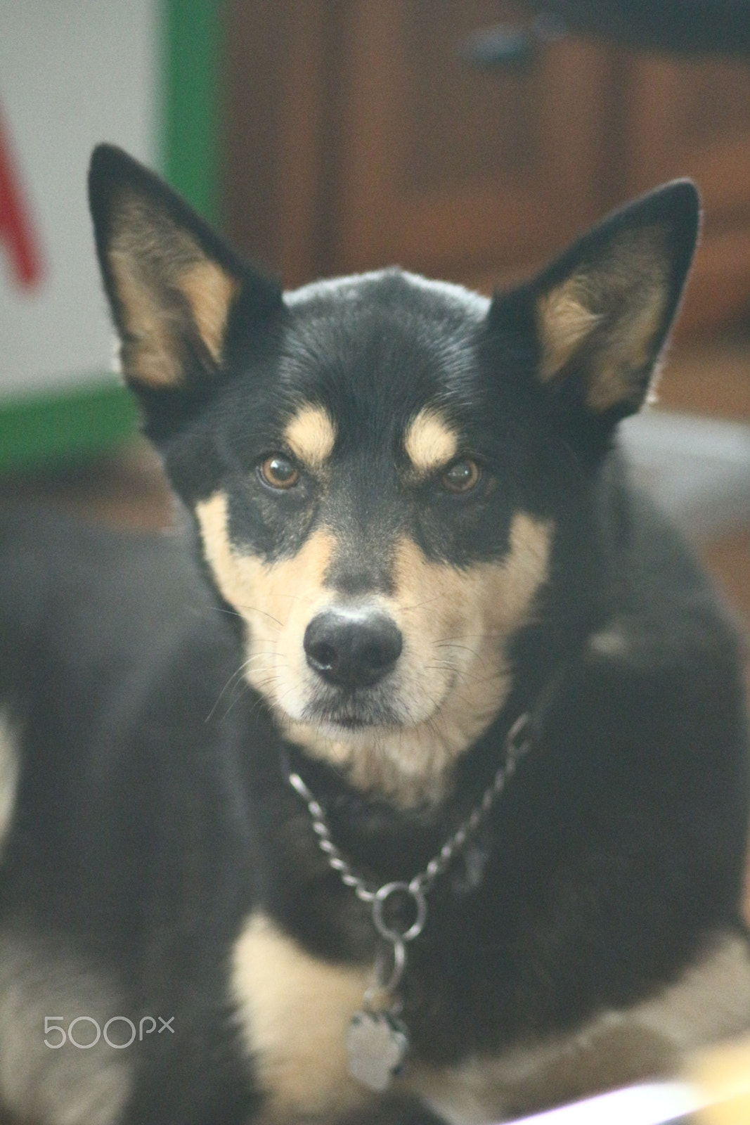Canon EOS 700D (EOS Rebel T5i / EOS Kiss X7i) + Canon EF 85mm F1.8 USM sample photo. Bandit in diffused natural light photography