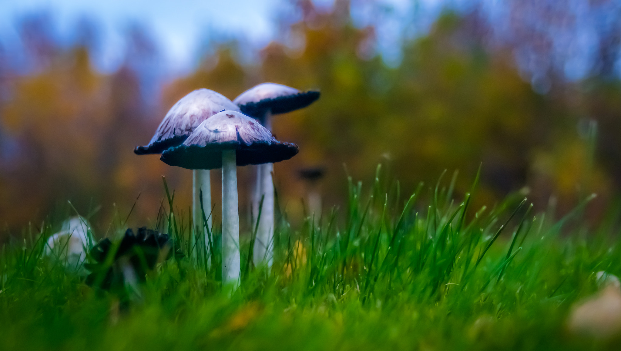 Sony ILCA-77M2 sample photo. The world seen the fungus way photography