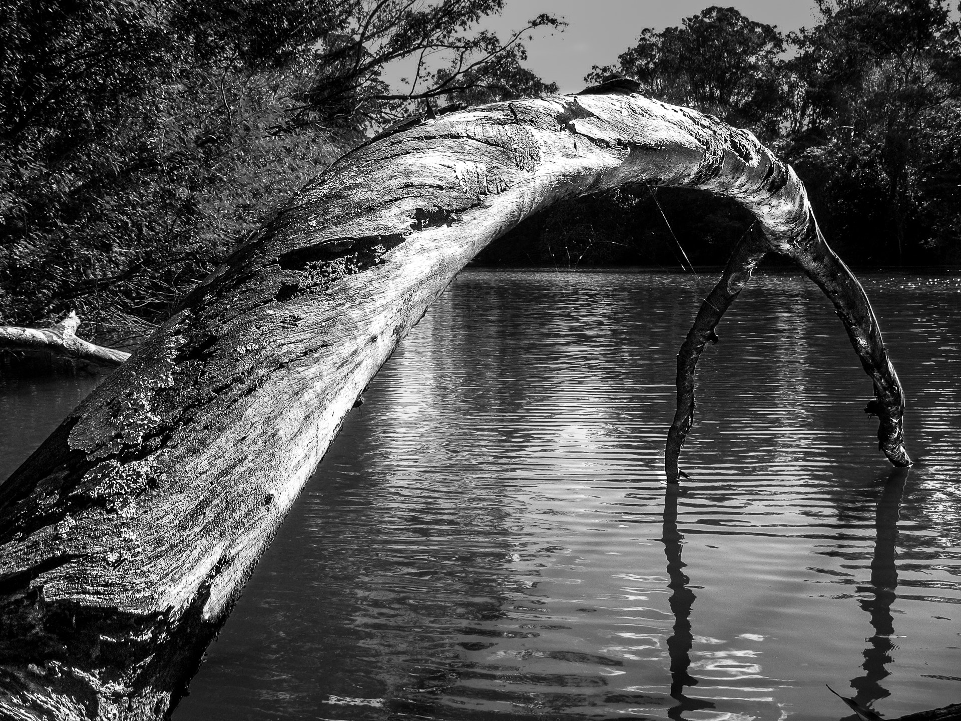 Canon POWERSHOT A610 sample photo. Tree on the water photography