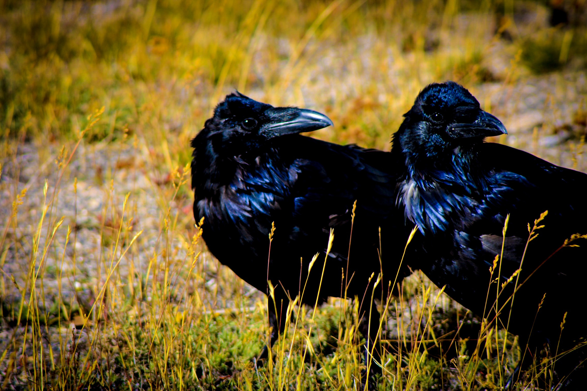 Canon EOS 1000D (EOS Digital Rebel XS / EOS Kiss F) + Canon EF 100-300mm F4.5-5.6 USM sample photo. Ravens in yellowstone park photography