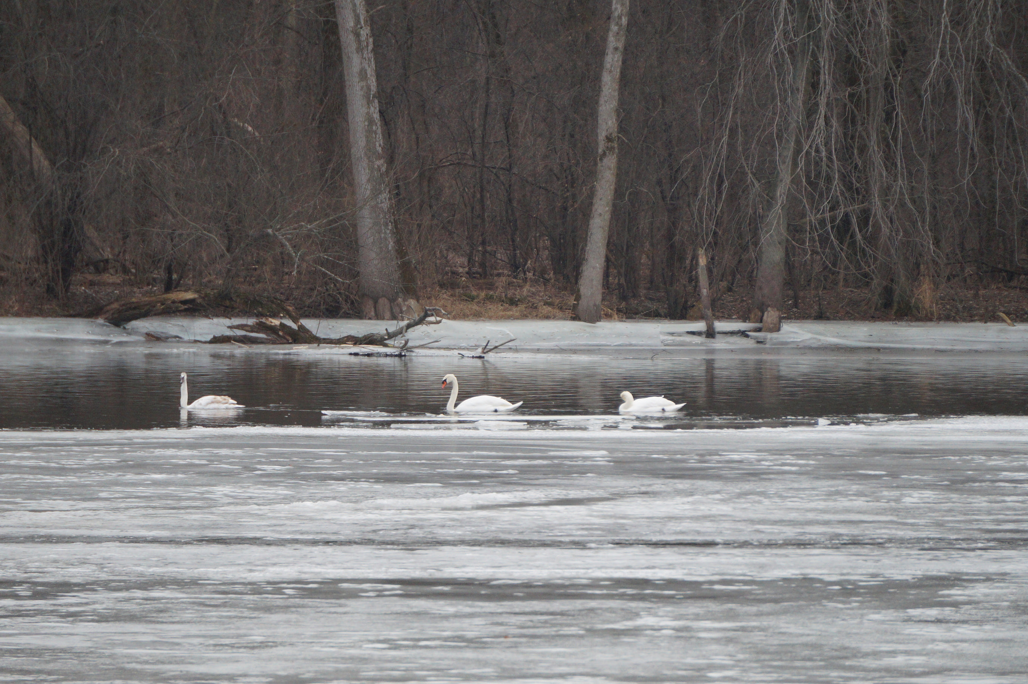 Sony Alpha a3000 sample photo. Ice swan photography
