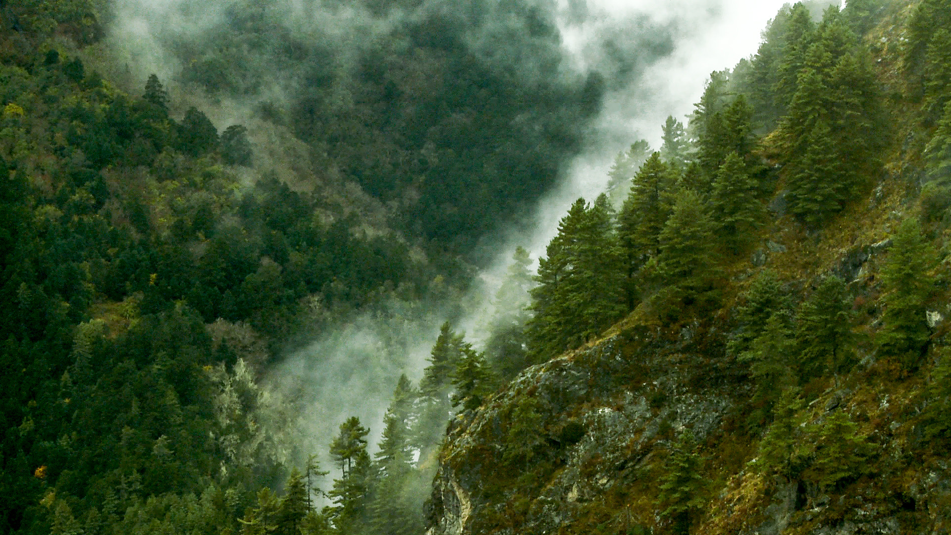 Clouds moving up a forested mountainside.
