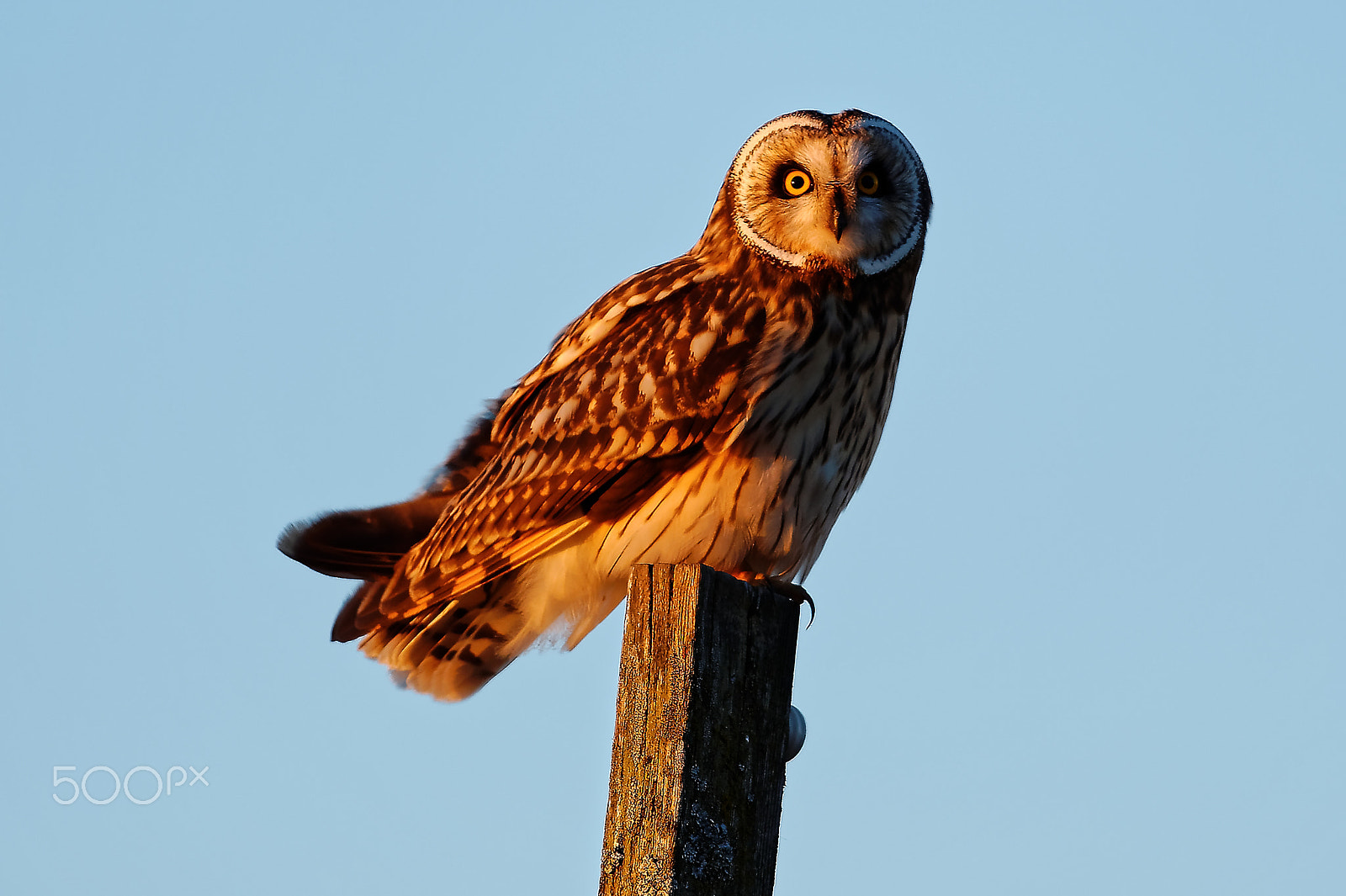 Nikon D4 sample photo. Short-eared owl on post photography