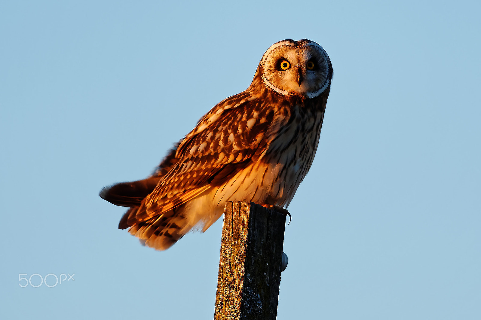 Nikon D4 + Nikon AF-S Nikkor 500mm F4G ED VR sample photo. Short-eared owl on post photography