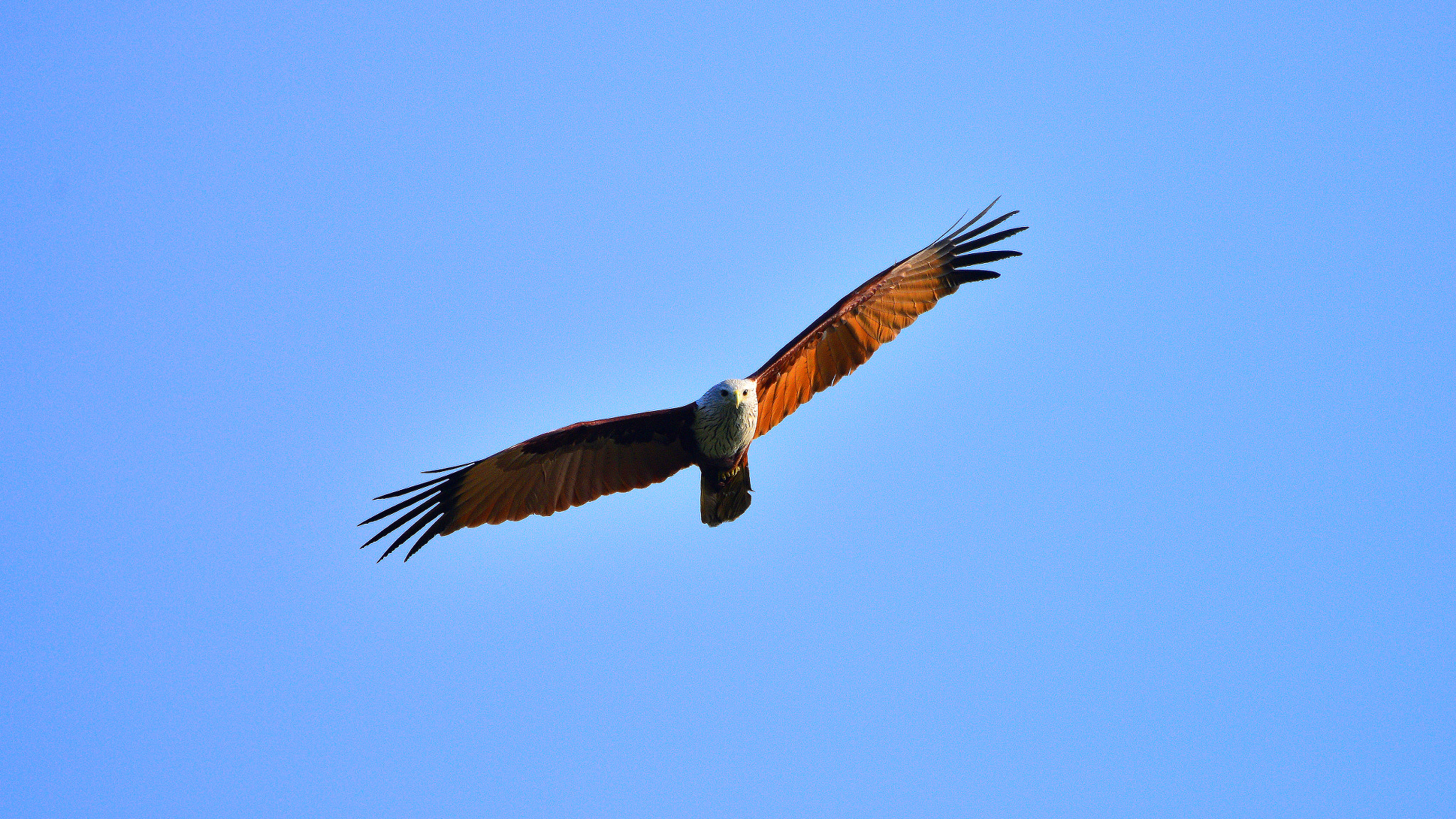 Nikon AF-S Nikkor 200-500mm F5.6E ED VR sample photo. The flying photography