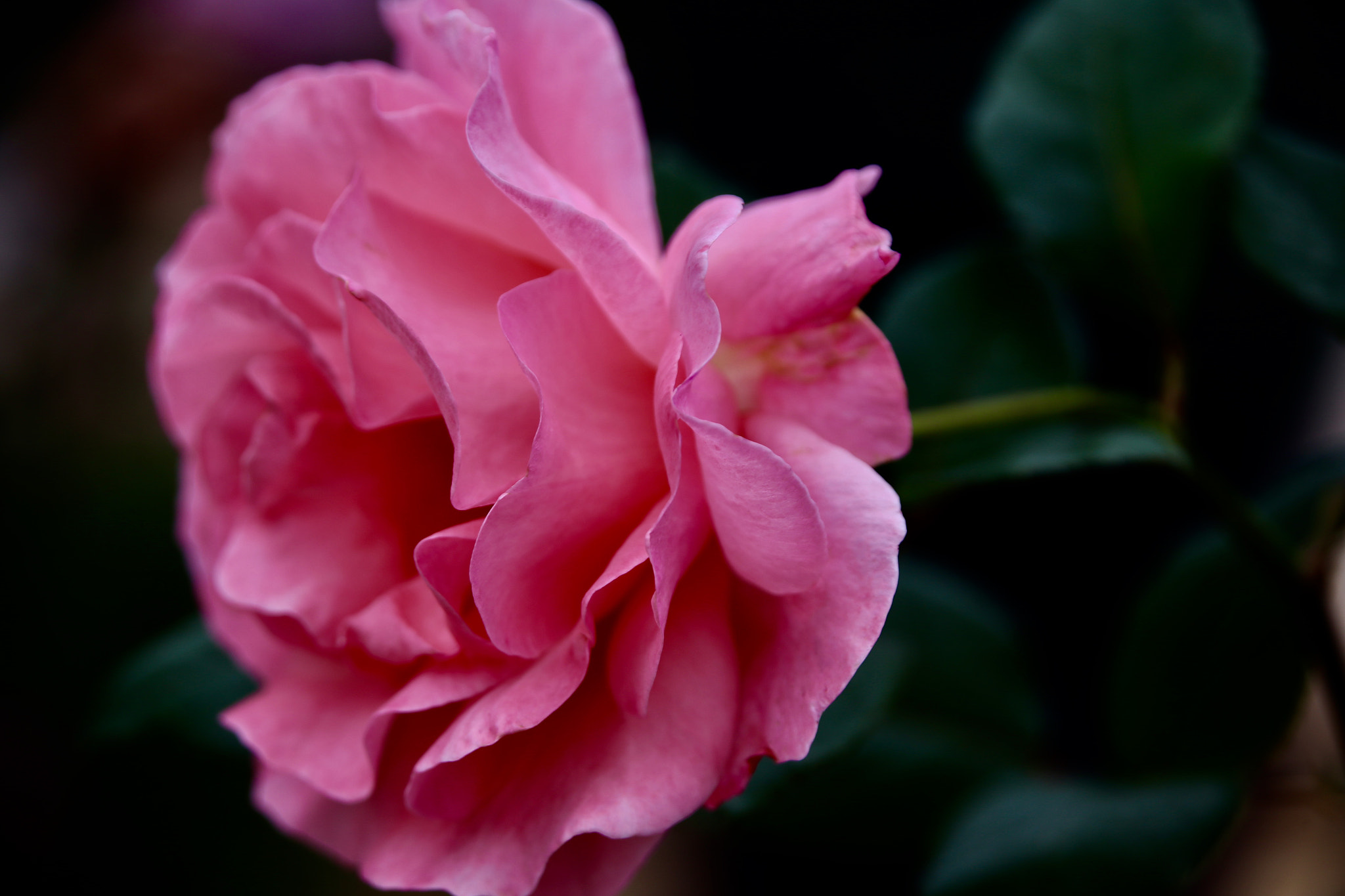 Canon EOS 6D + Tamron 28-300mm F3.5-6.3 Di VC PZD sample photo. Rose photography