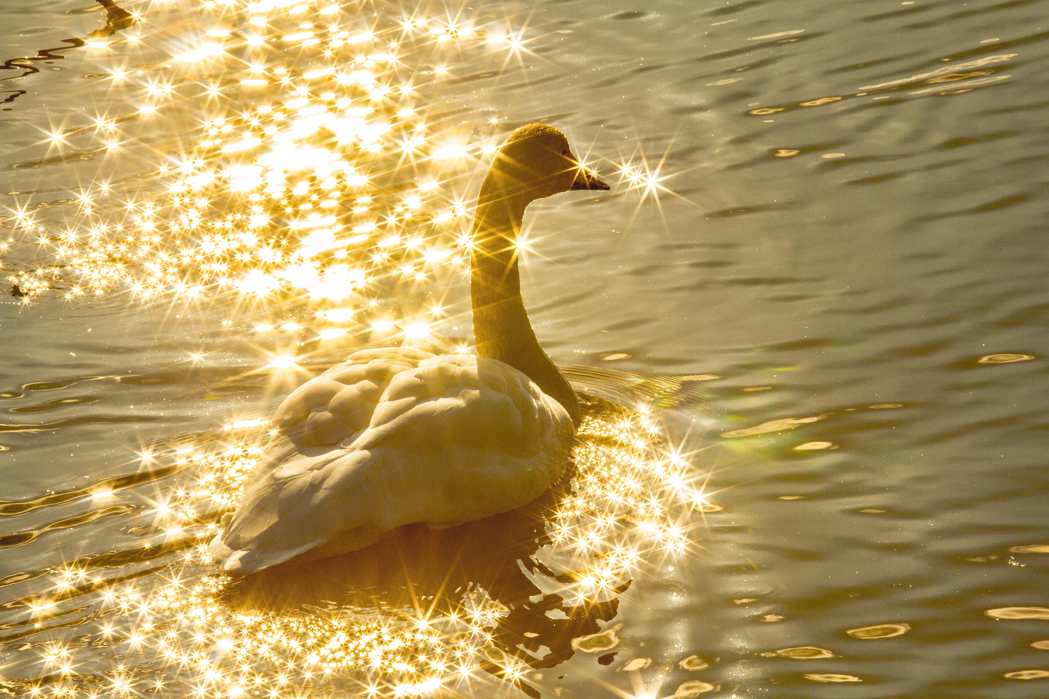 Canon EOS 60D + Canon EF 70-200mm F4L IS USM sample photo. Shining swan photography