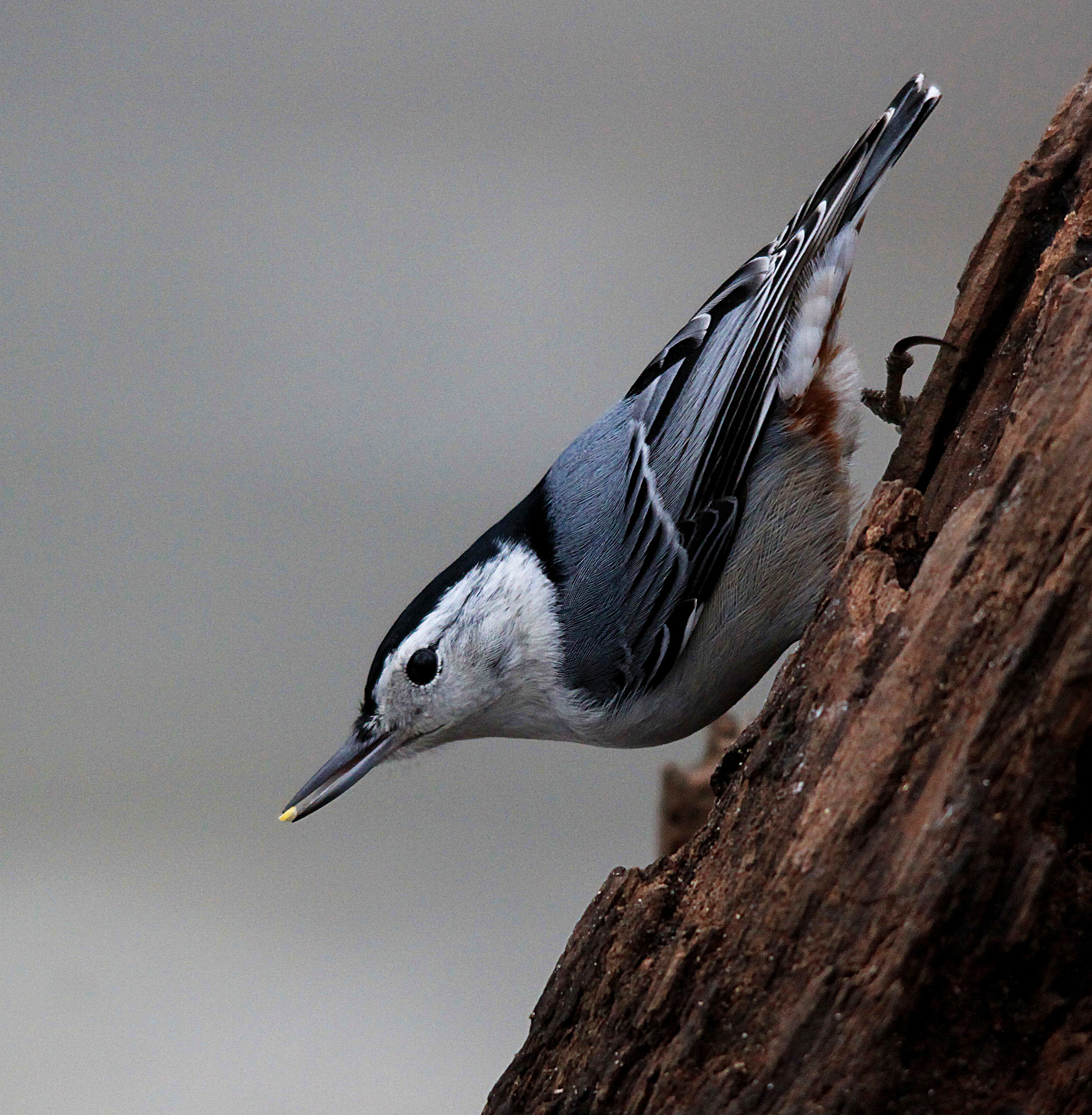 Sigma 150-500mm F5-6.3 DG OS HSM sample photo. White breasted nuthatch photography