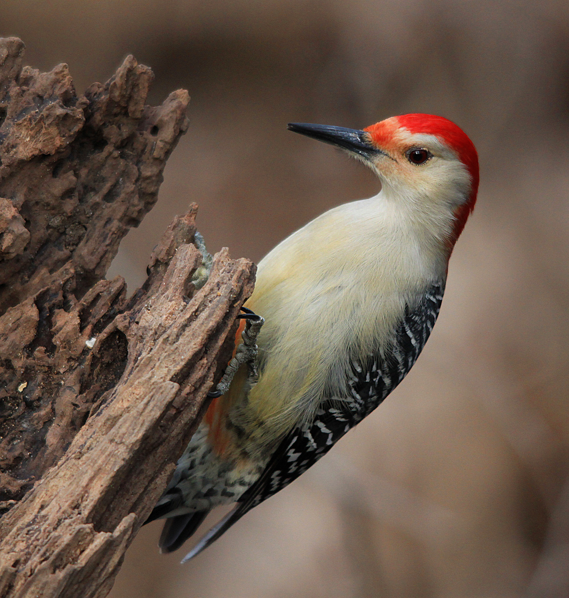 Canon EOS 500D (EOS Rebel T1i / EOS Kiss X3) sample photo. Red bellied woodpecker photography