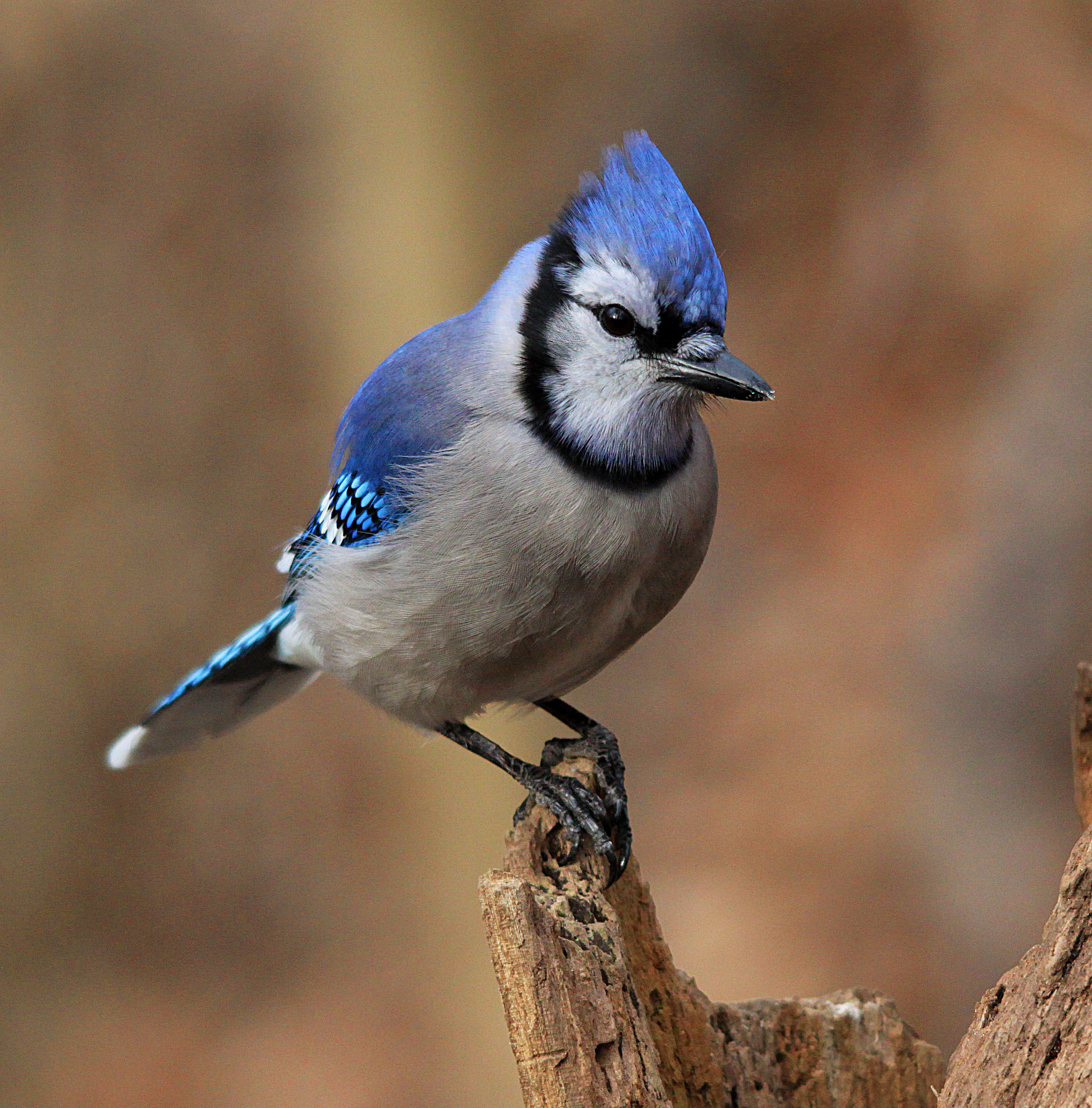 Sigma 150-500mm F5-6.3 DG OS HSM sample photo. Blue jay photography
