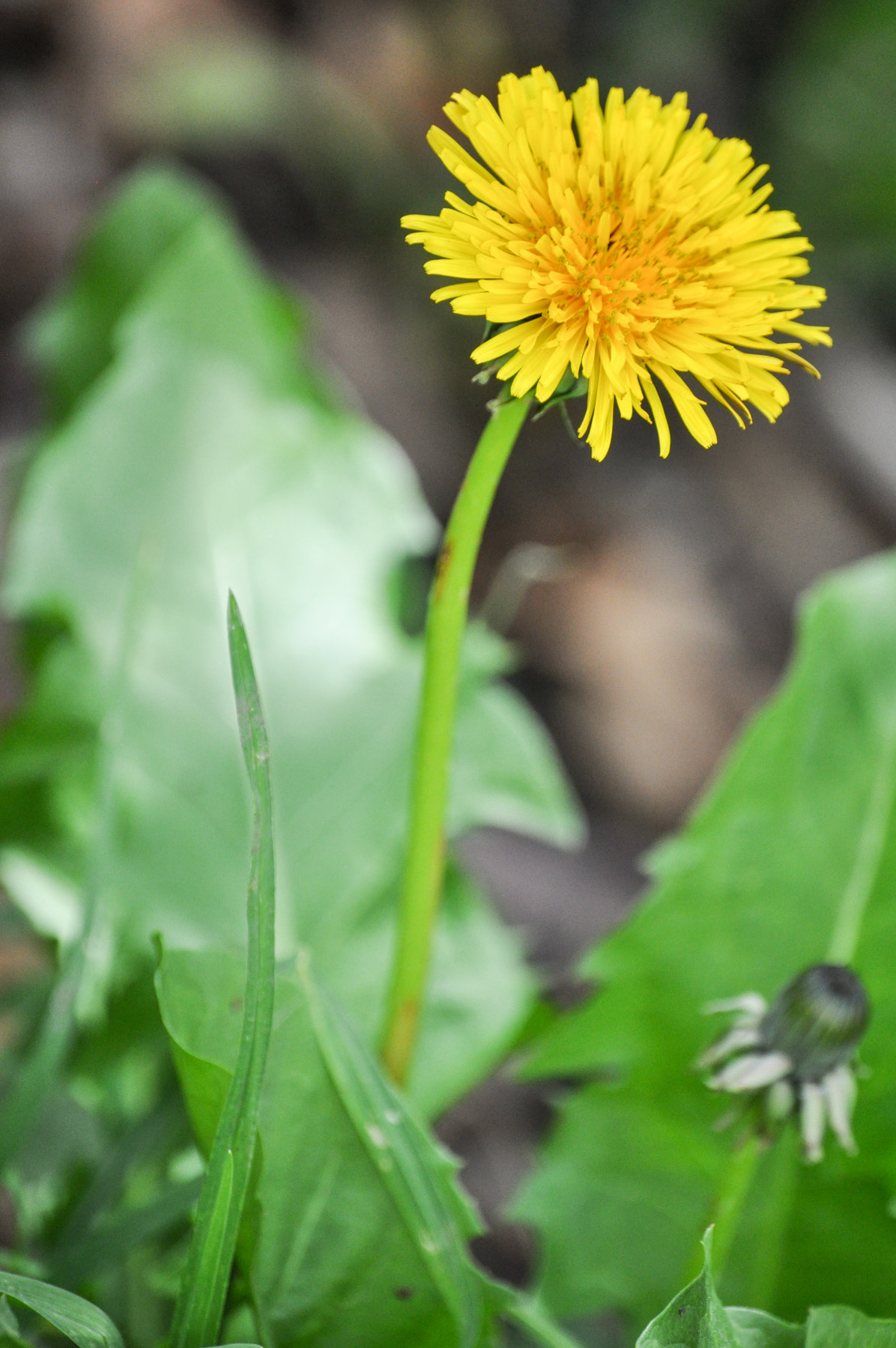 Nikon D5000 sample photo. Dsc photography