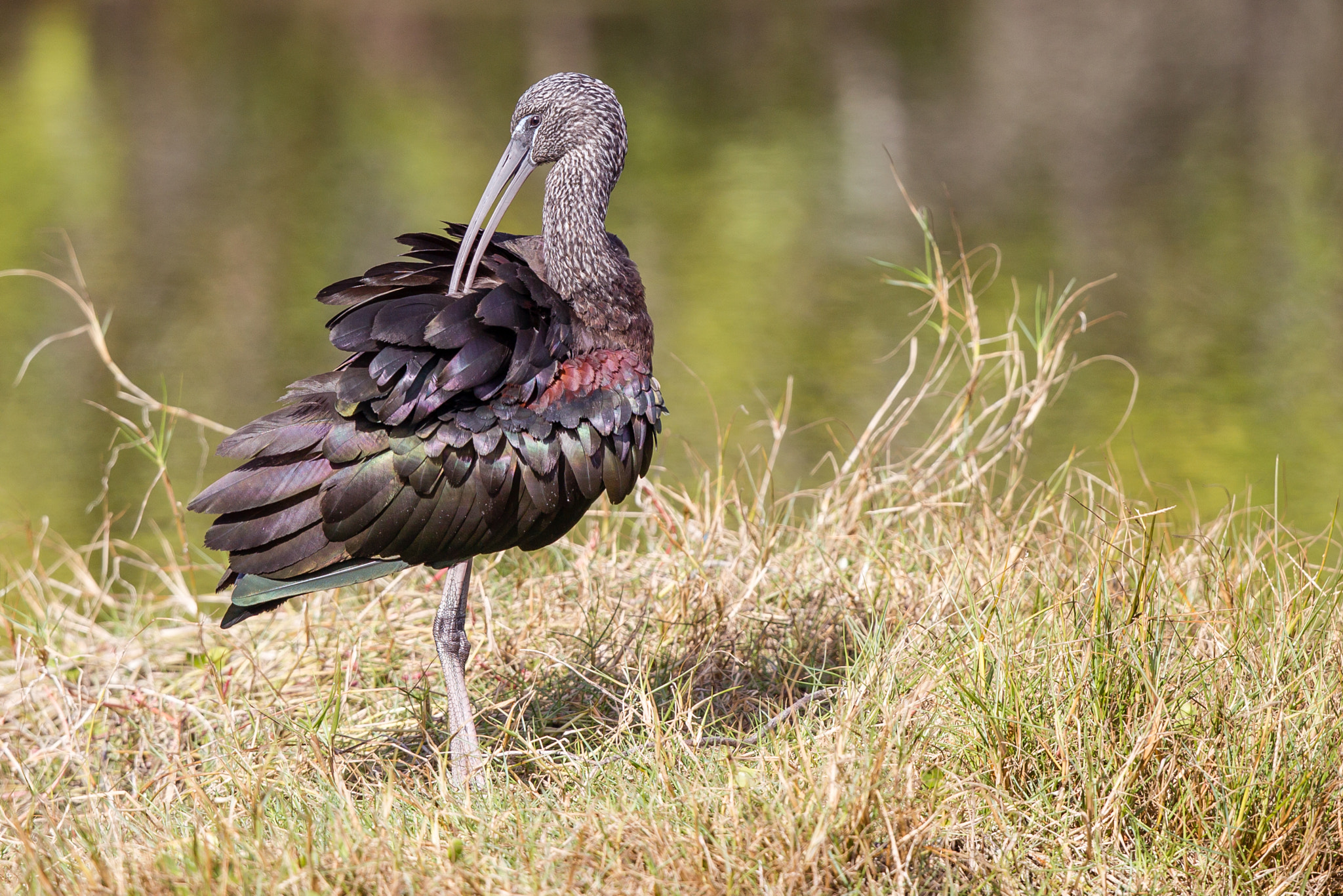 Canon EF 500mm F4L IS II USM sample photo. Glossy ibis photography
