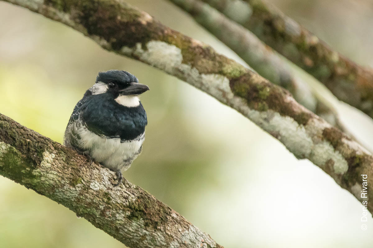 Canon EOS 5DS sample photo. Black-breasted puffbird photography