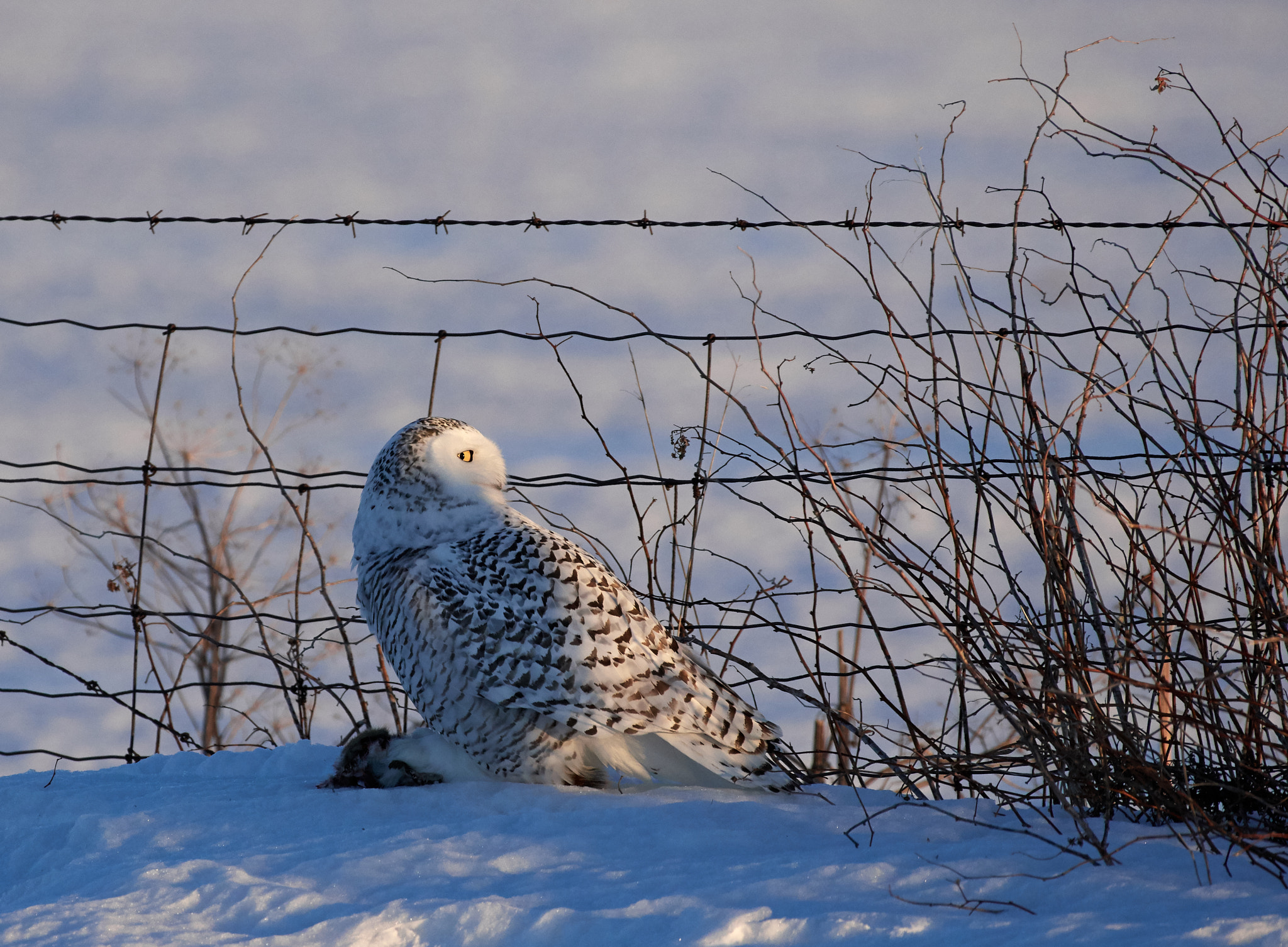 Nikon AF-S Nikkor 200-500mm F5.6E ED VR sample photo. Snowy owl photography
