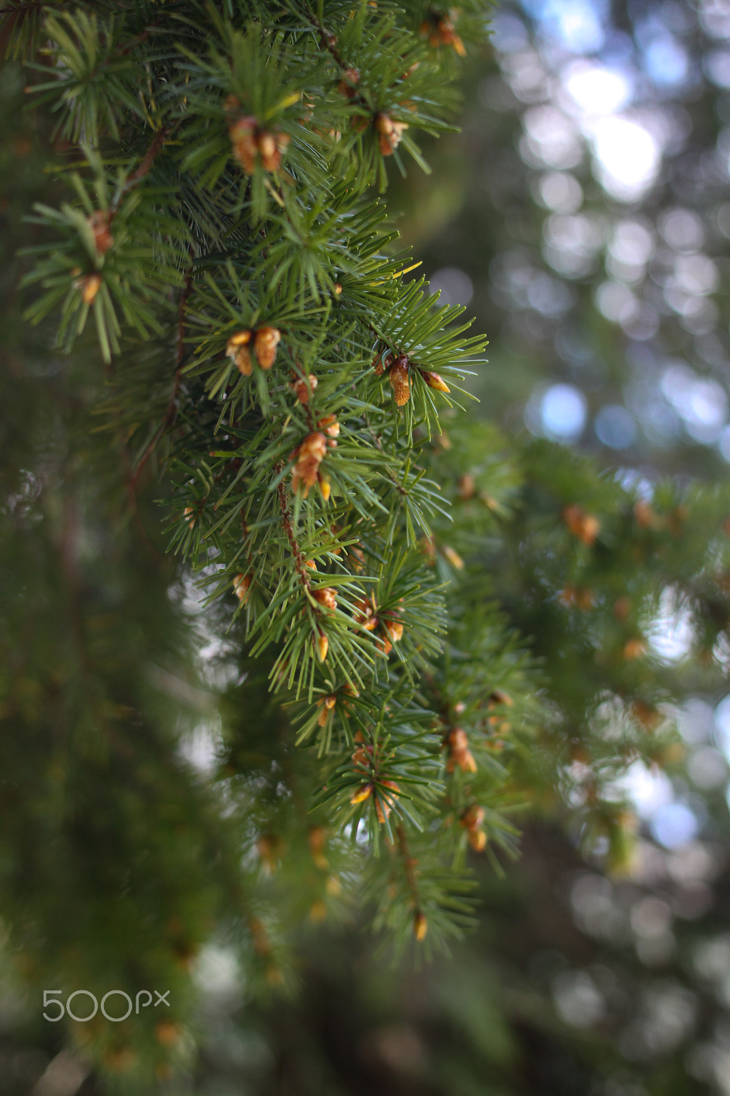 Canon EOS 50D + Canon EF 40mm F2.8 STM sample photo. The scent of pine fills the air photography