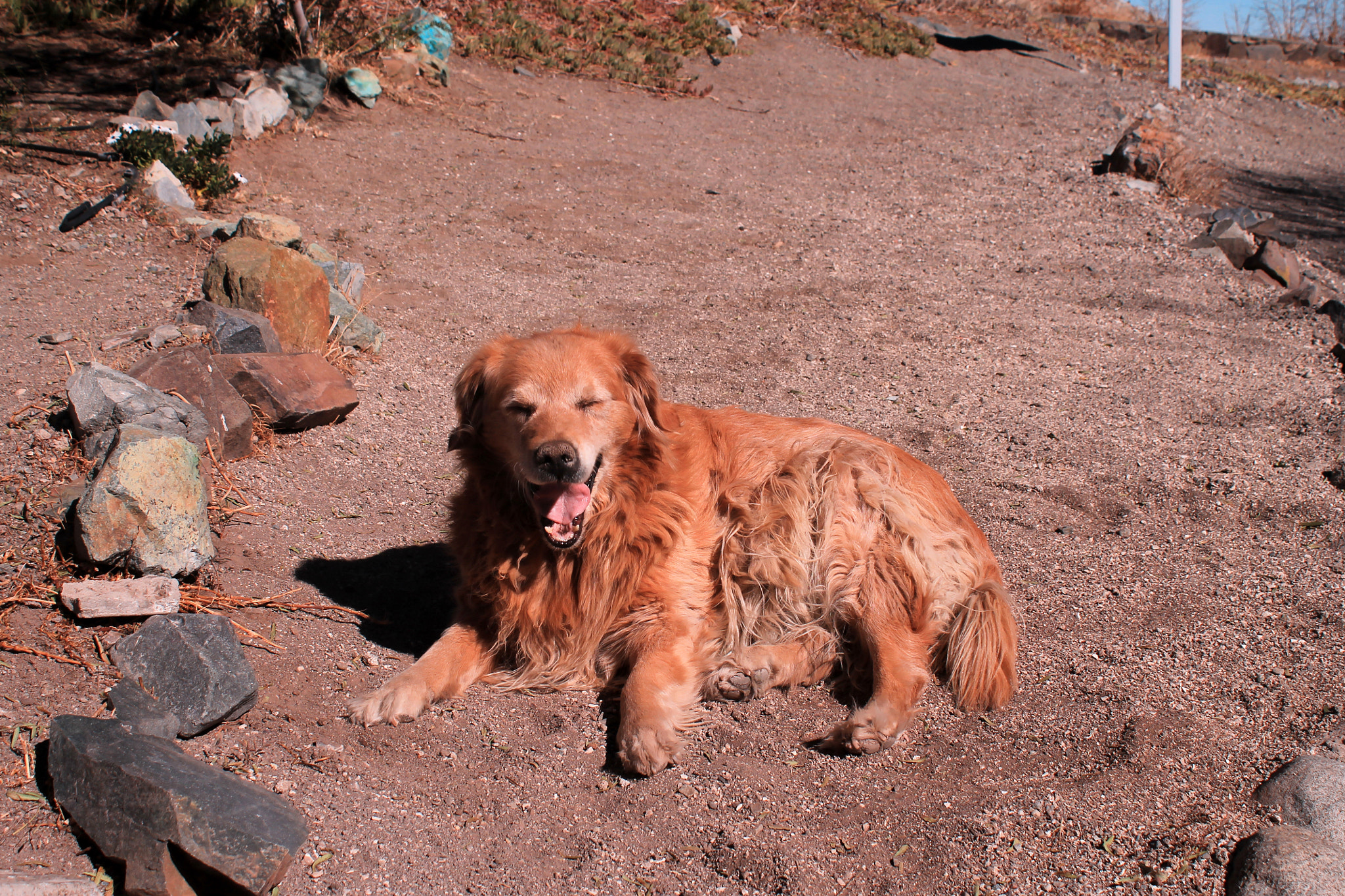 Canon EOS 1100D (EOS Rebel T3 / EOS Kiss X50) sample photo. Dog at la silla o photography