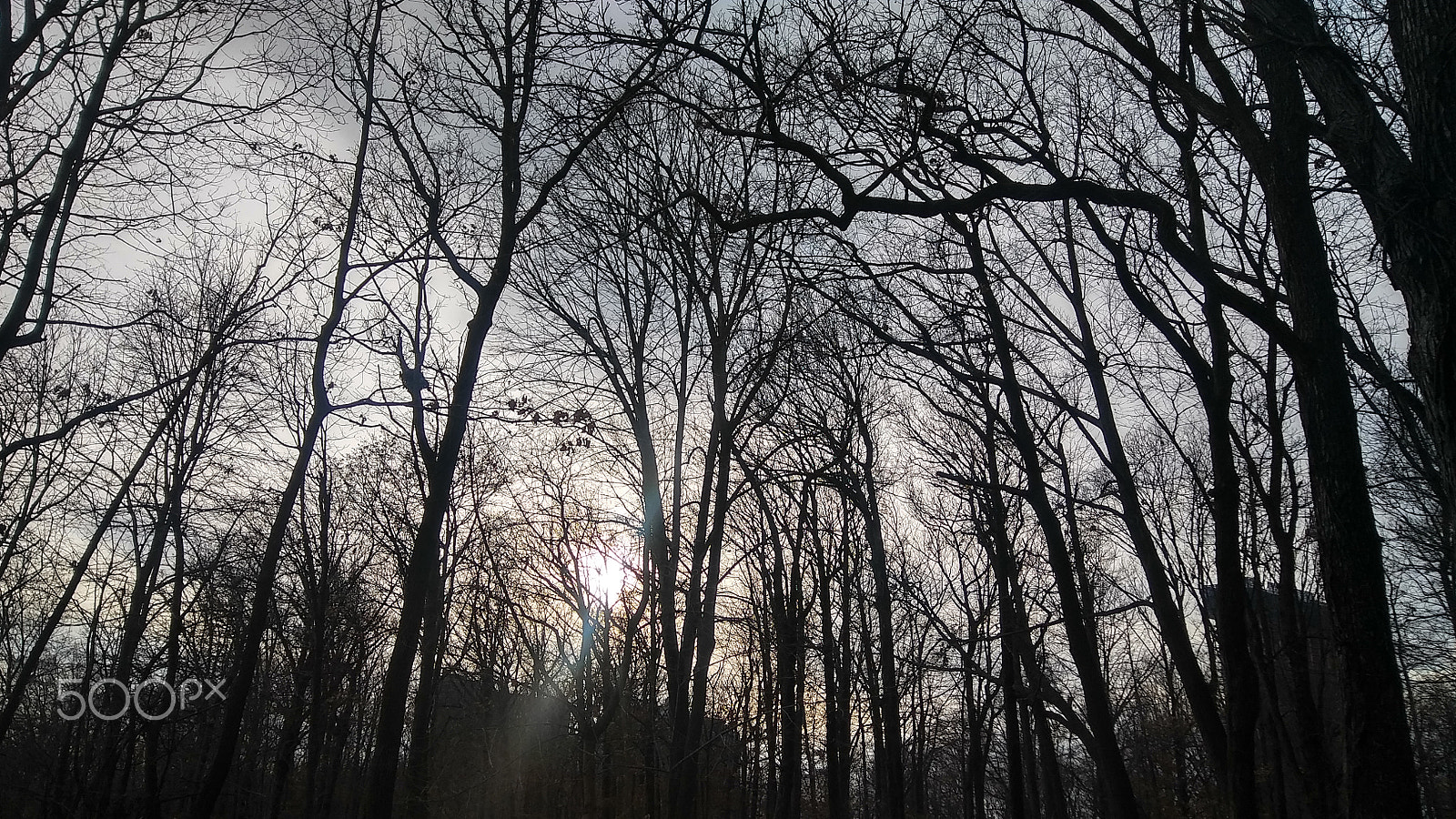 LG STYLO 2 PLUS sample photo. The trees have eyes.. photography