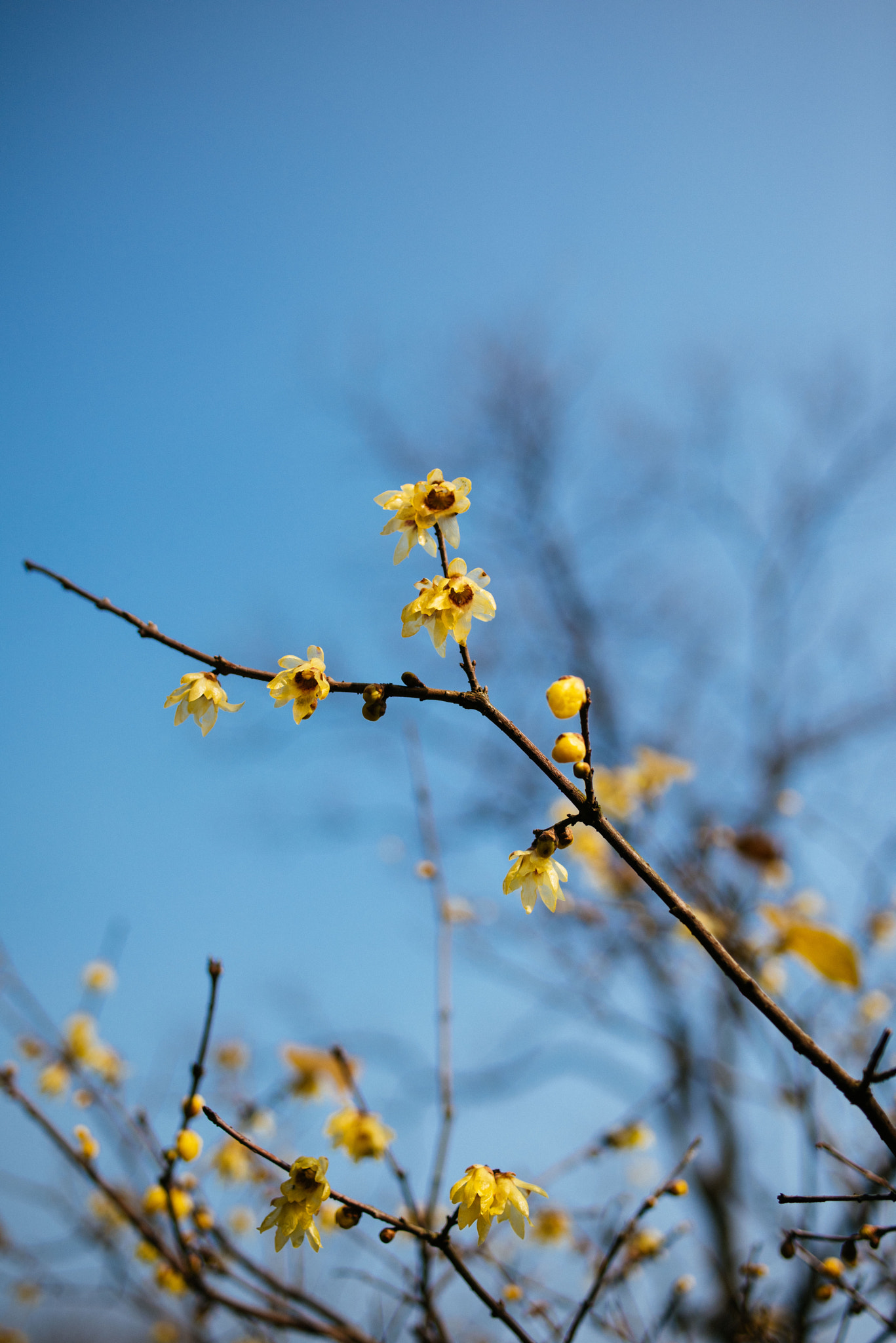 Nikon D810 sample photo. Wintersweet photography
