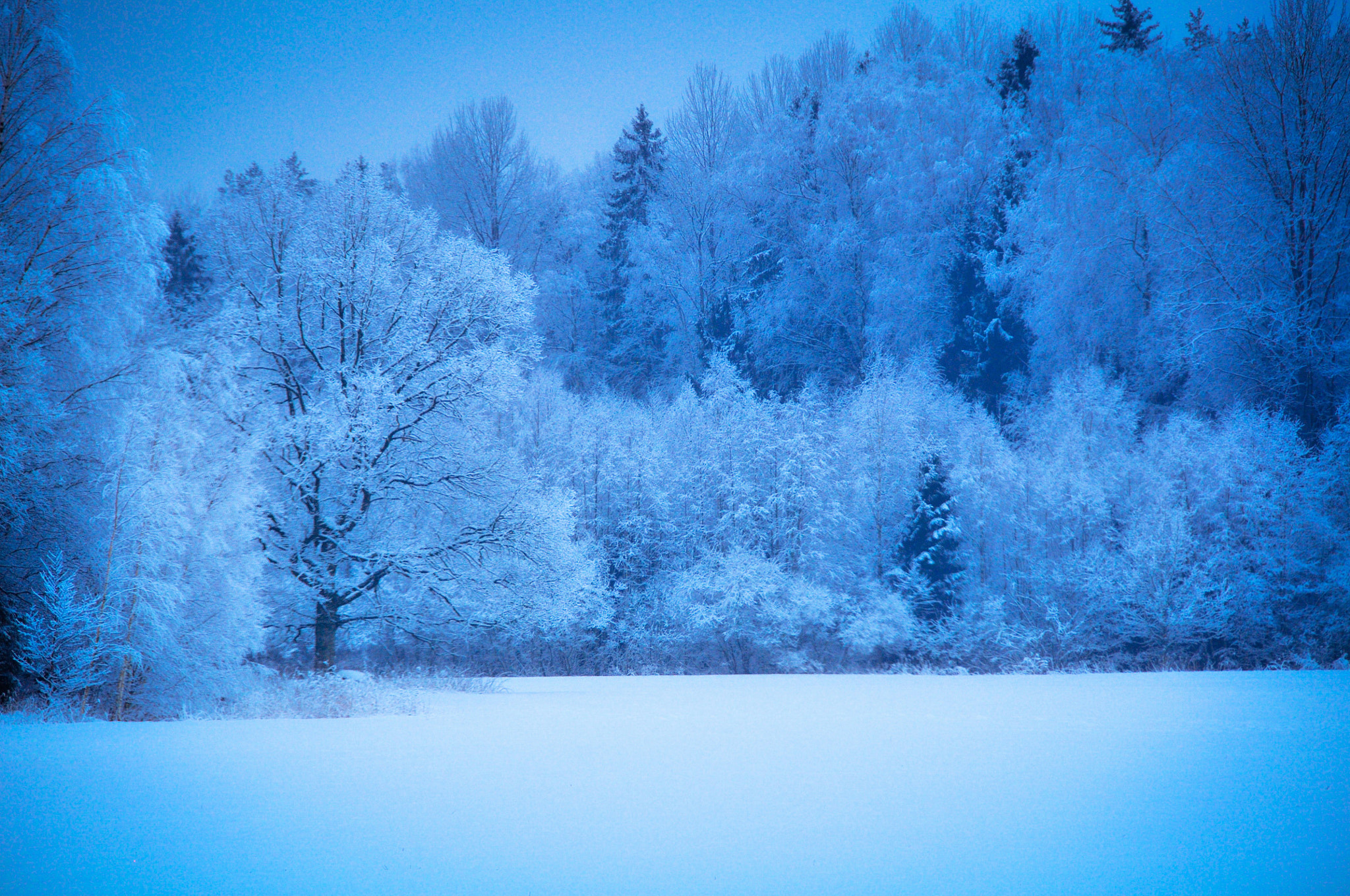 Nikon D300 sample photo. January photography