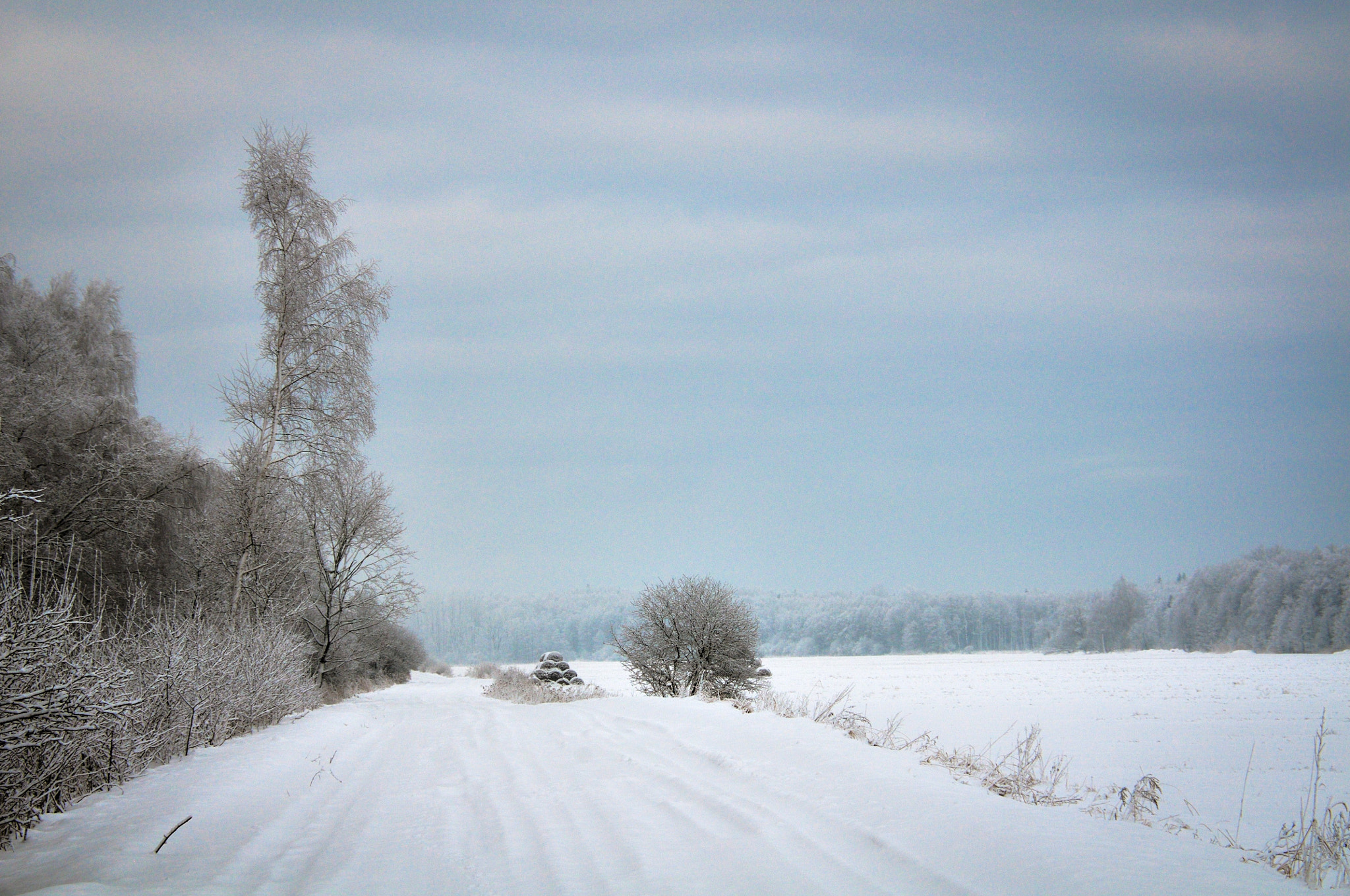 Nikon D300 sample photo. January photography
