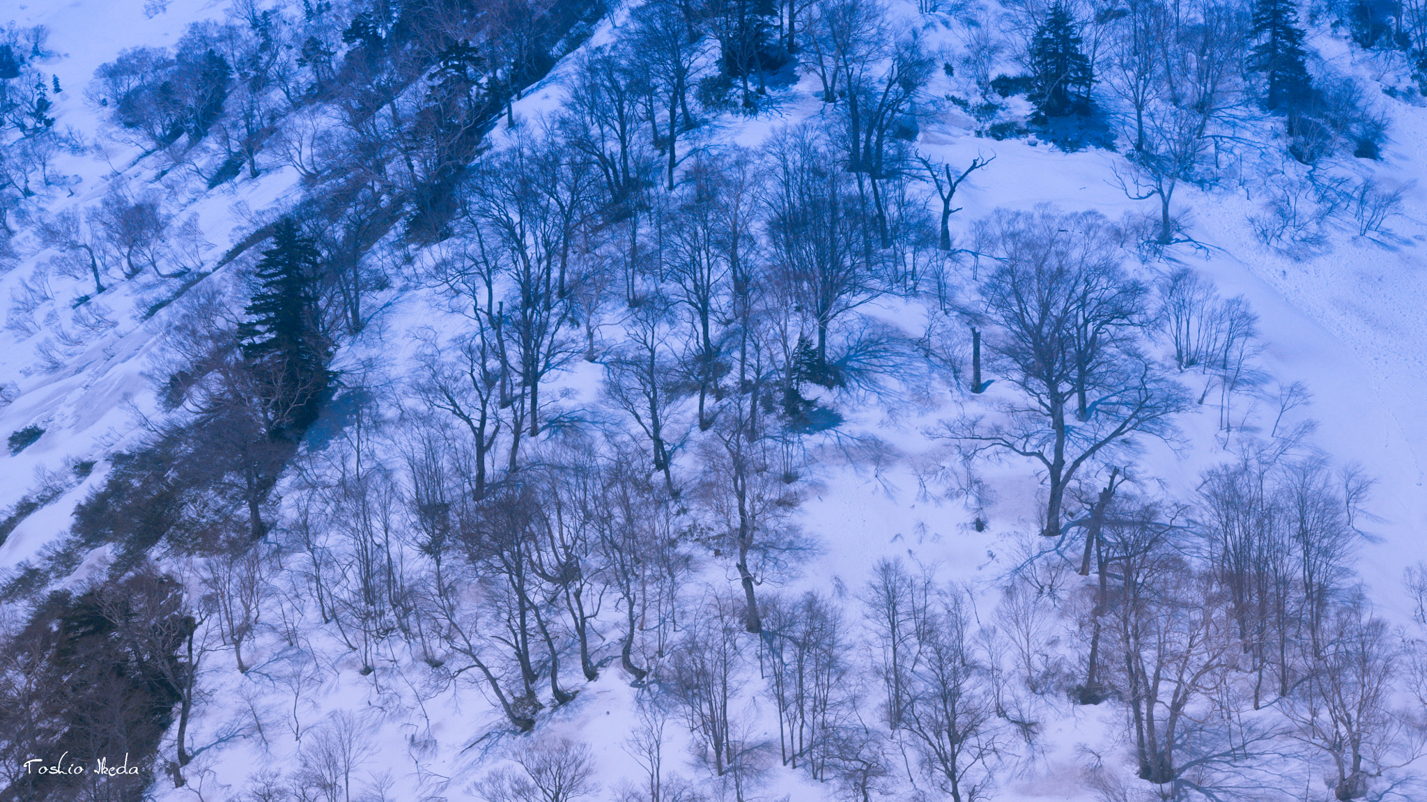 Sony Alpha DSLR-A700 sample photo. Snowy forest photography